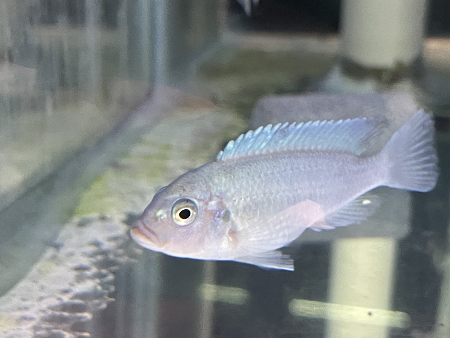 cobalt blue zebra mbuna (maylandia cf. callainos)