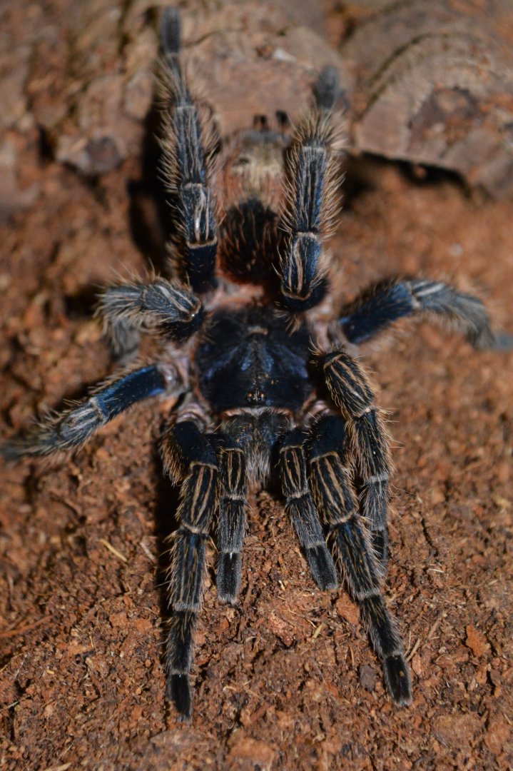 Cobalt red rump tarantula (Thrixopelma cyaneolum)