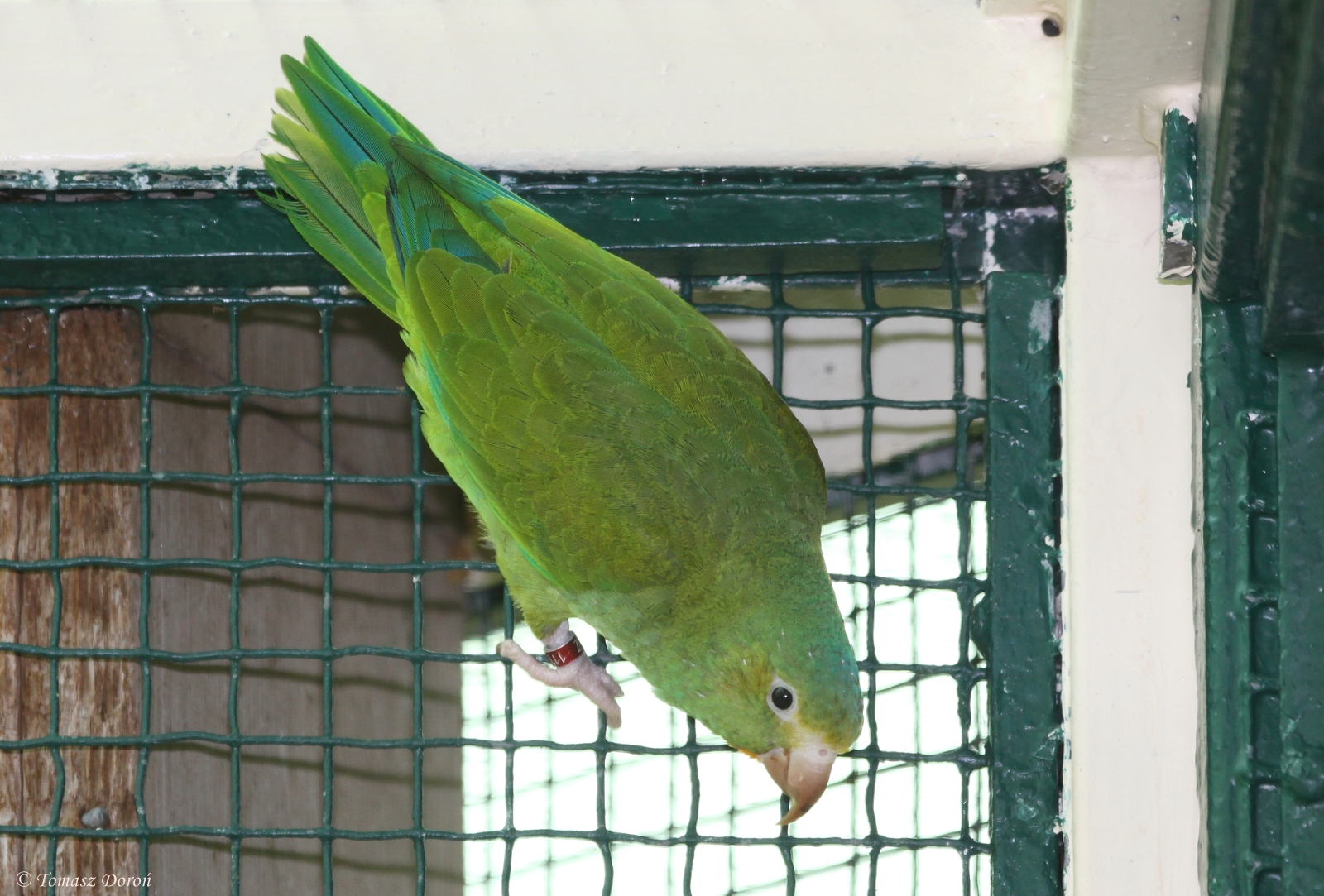 Cobalt-winged Parakeet (Brotogeris cyanoptera cyanoptera)