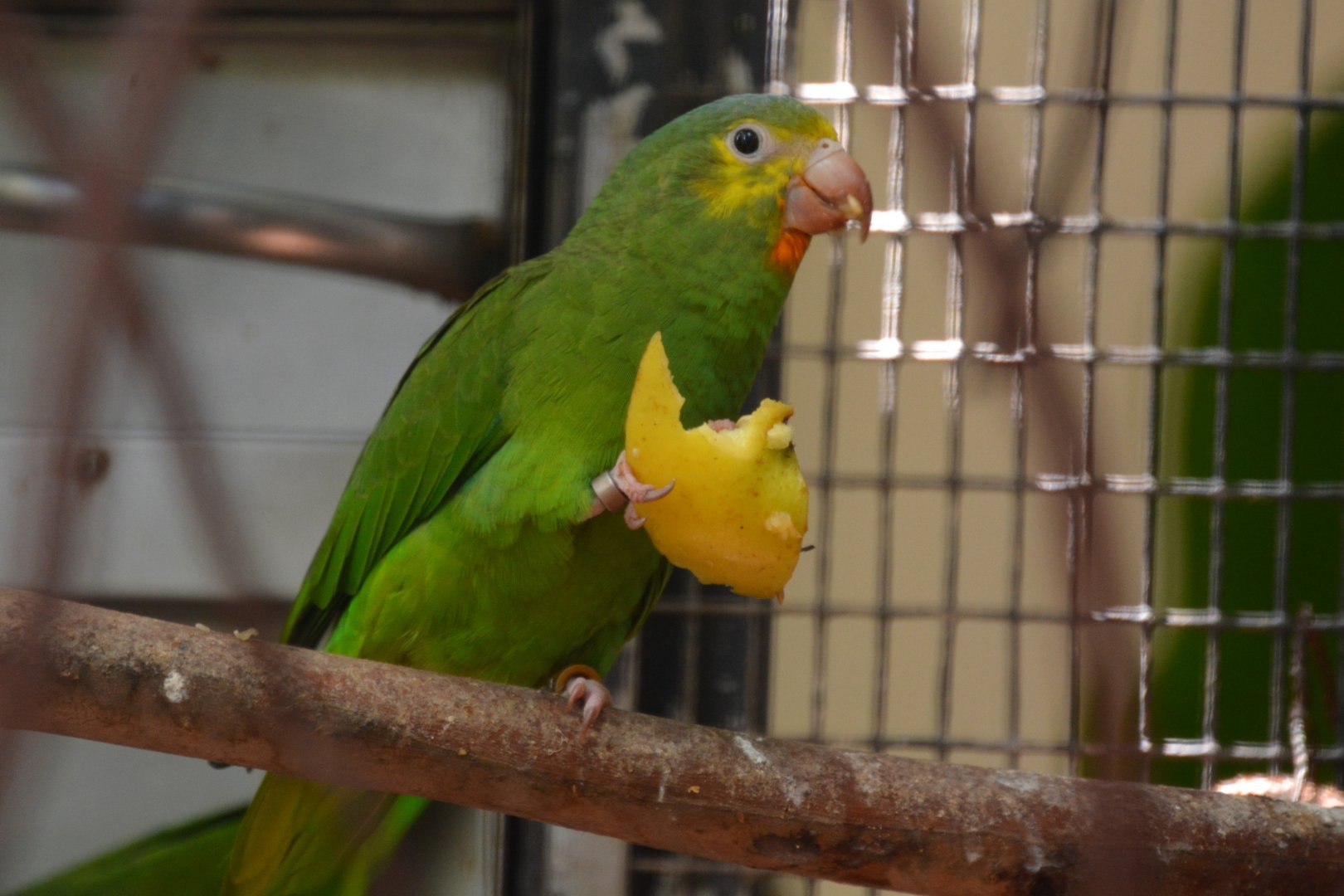 Cobalt-winged parakeet (Brotogeris cyanoptera cyanoptera)