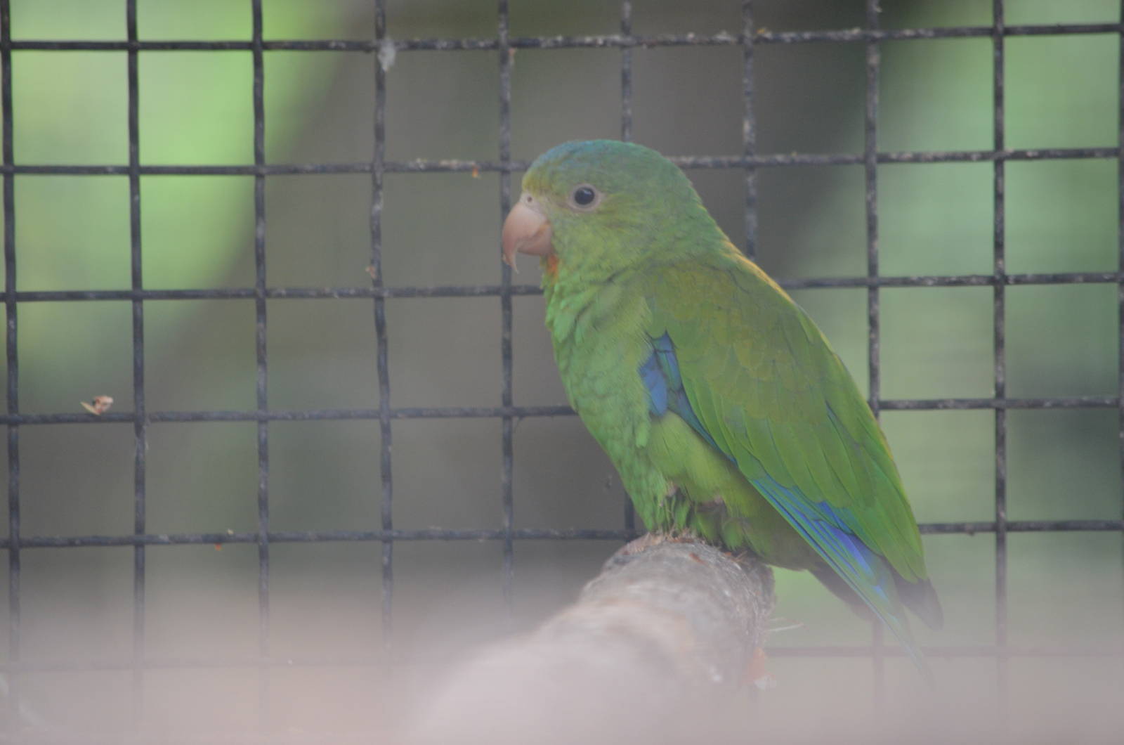 Cobalt winged parakeet