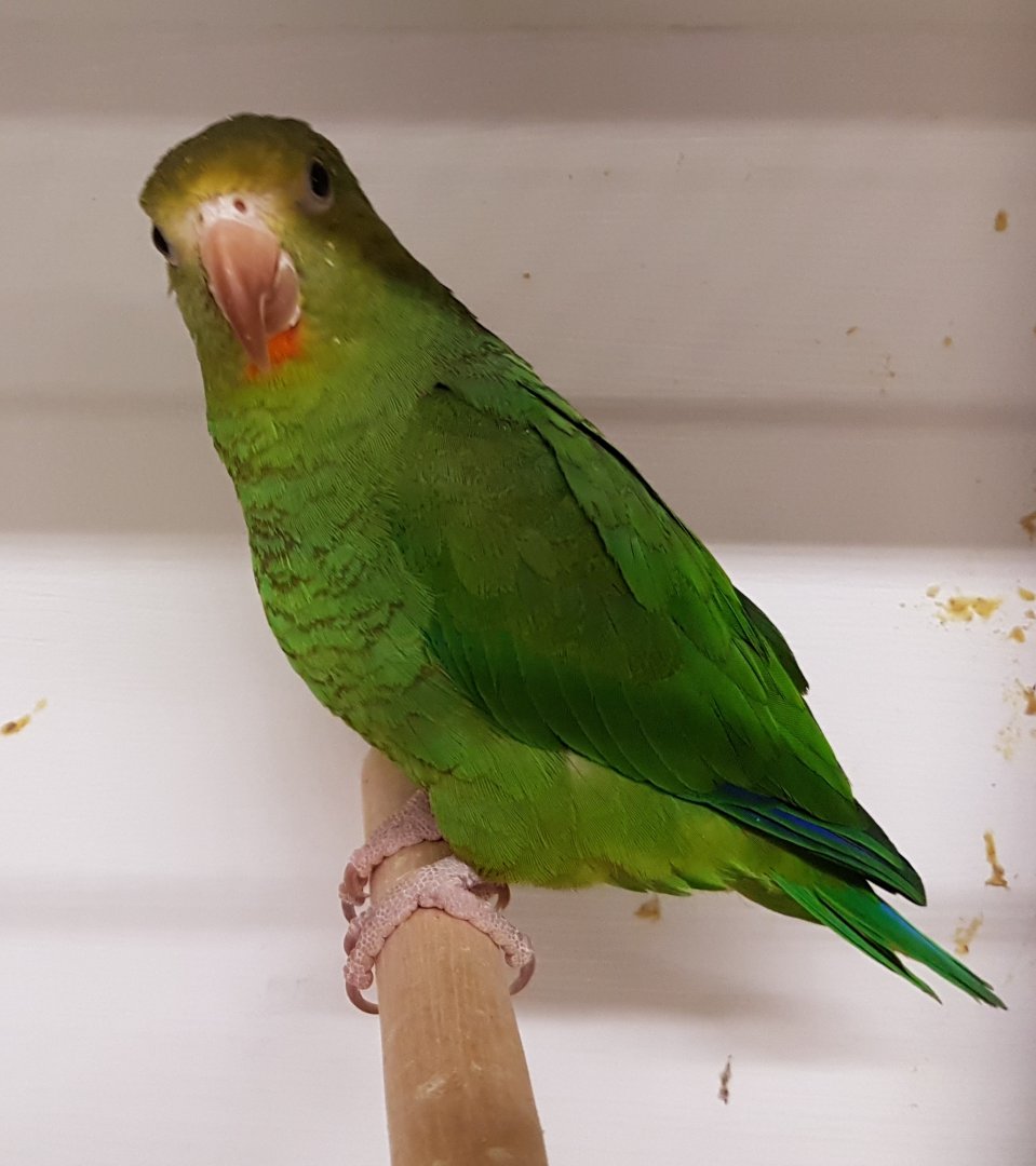 Cobalt-winged parakeet