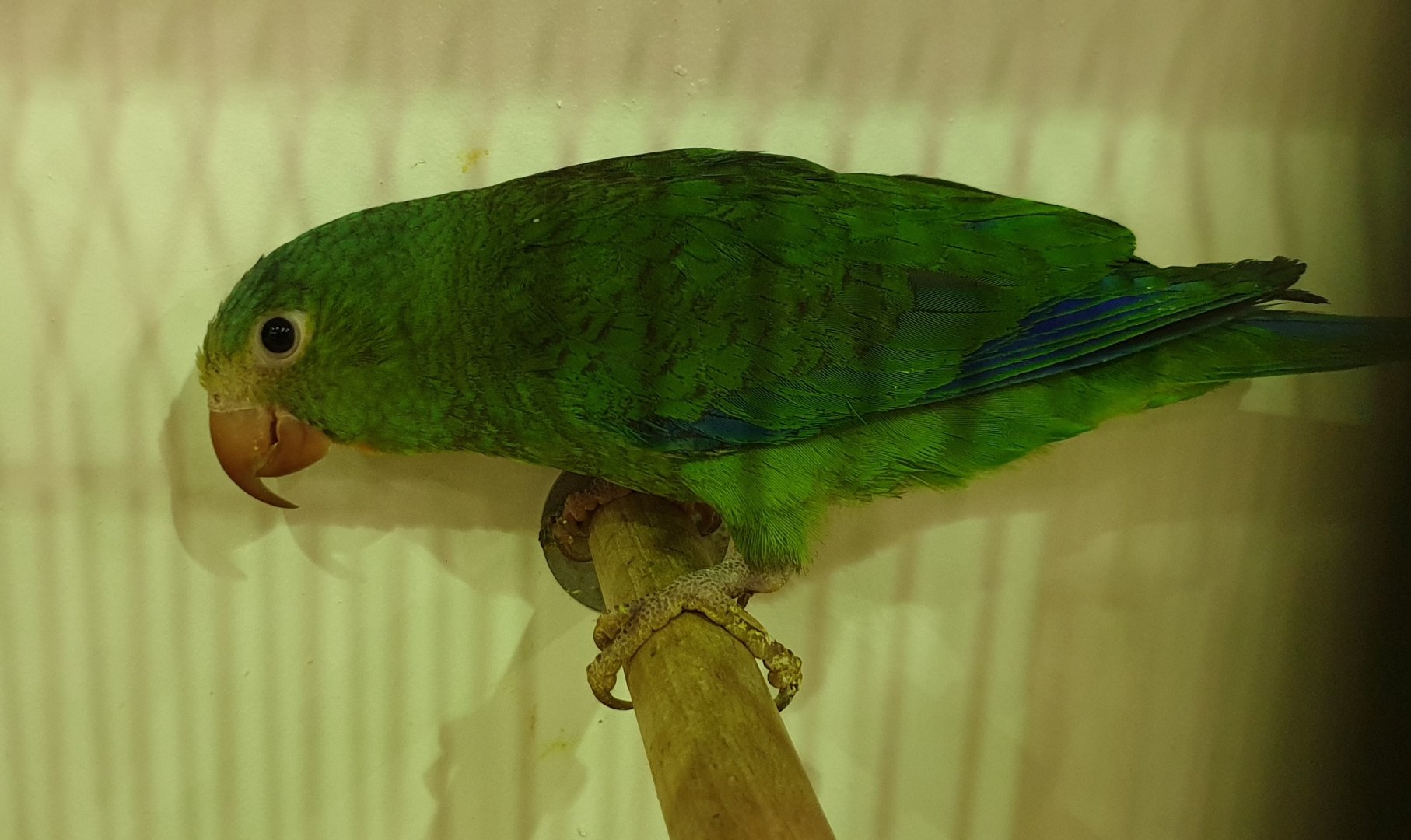 Cobalt-winged parakeet