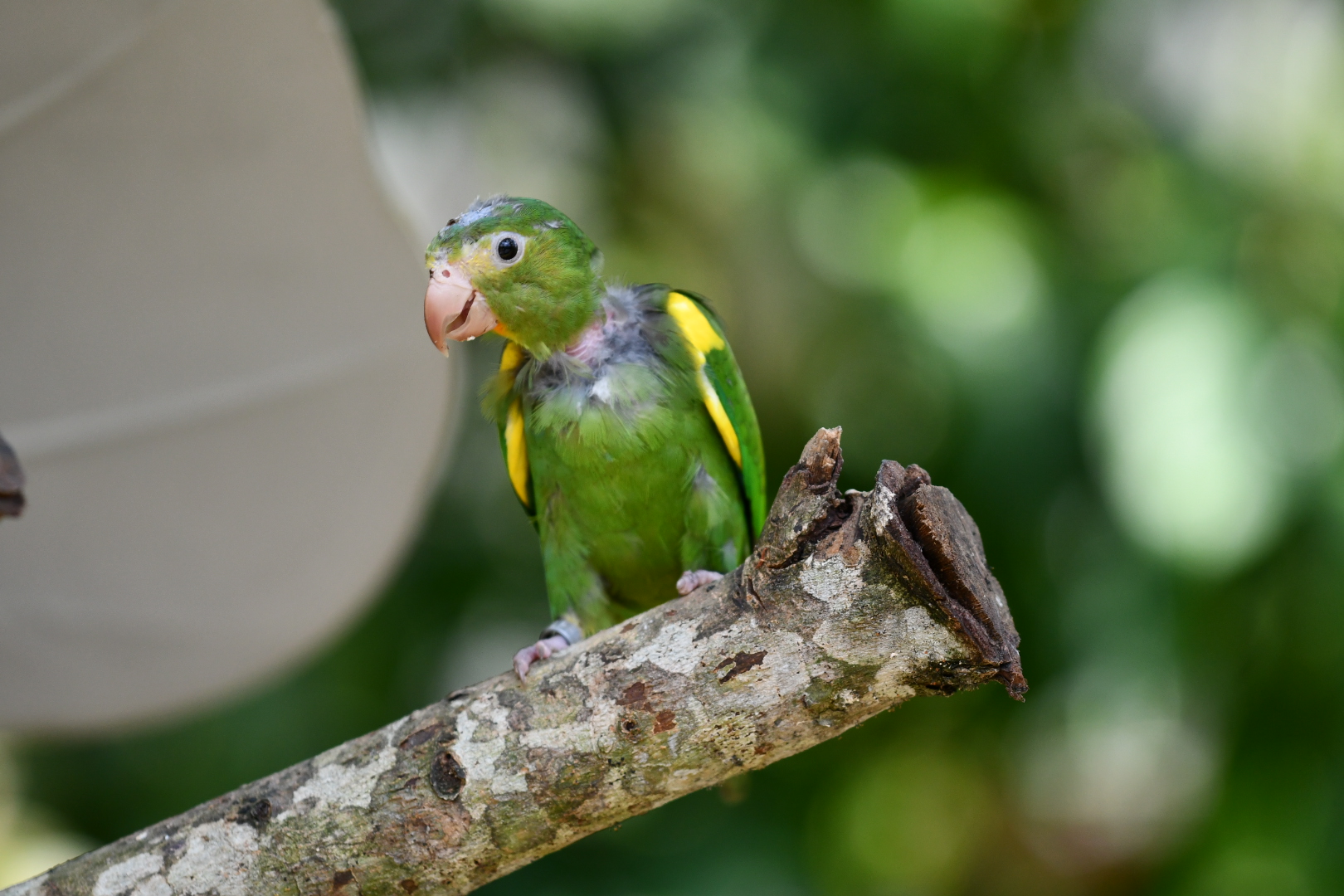 Cobalt-winged parakeet