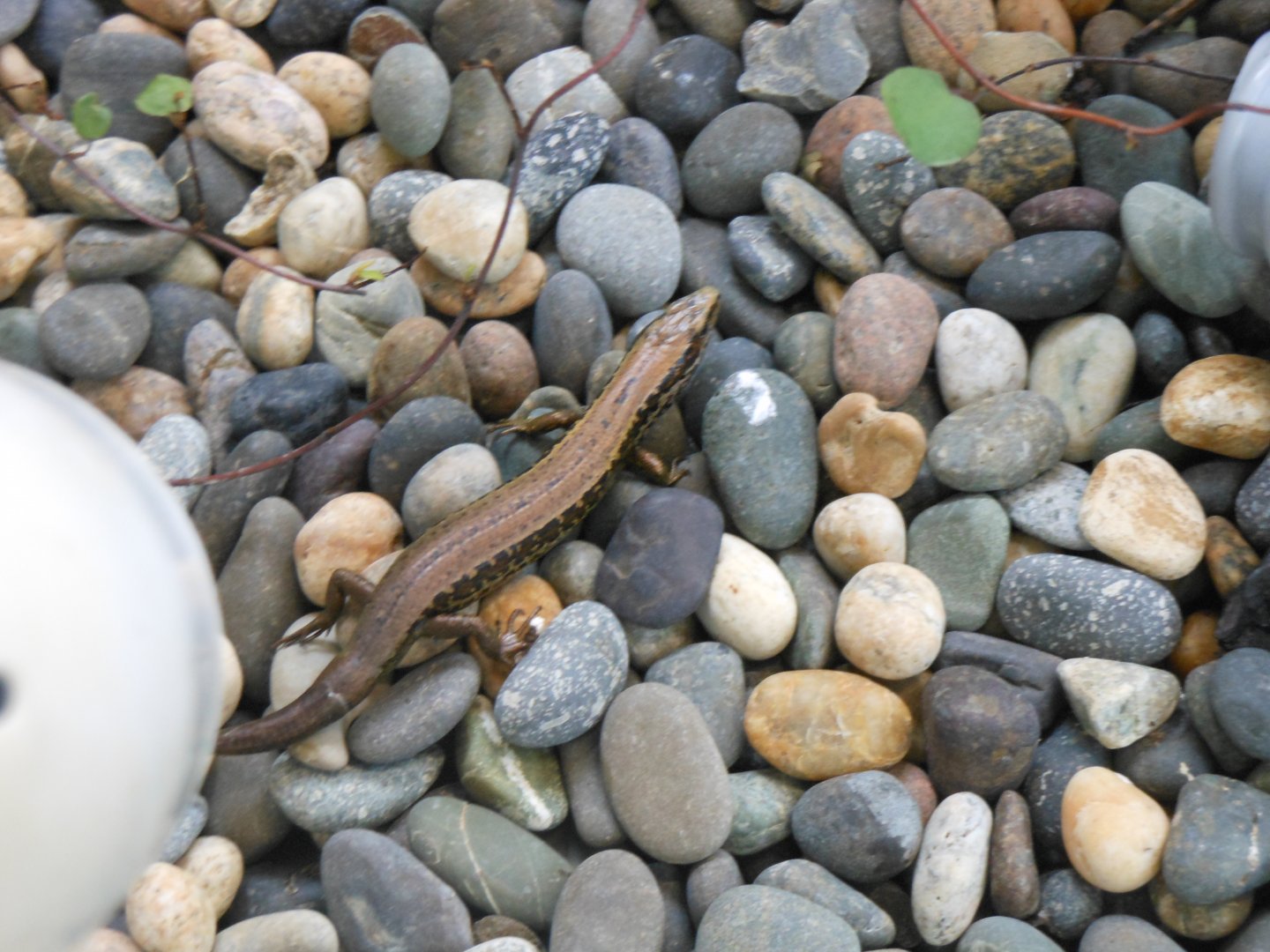 Cobble Skink (Oligosoma sp.)