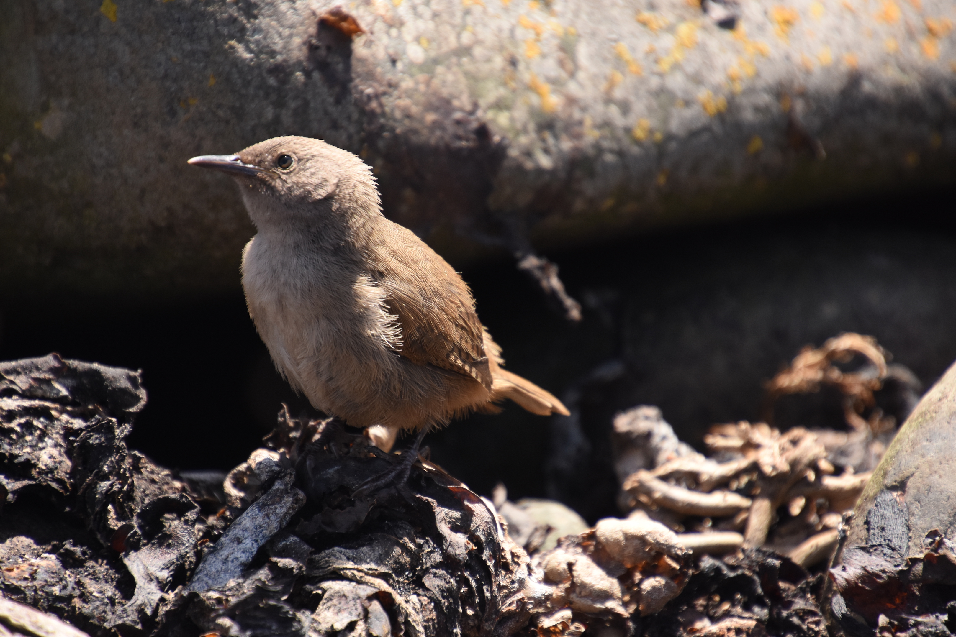 Cobb's wren