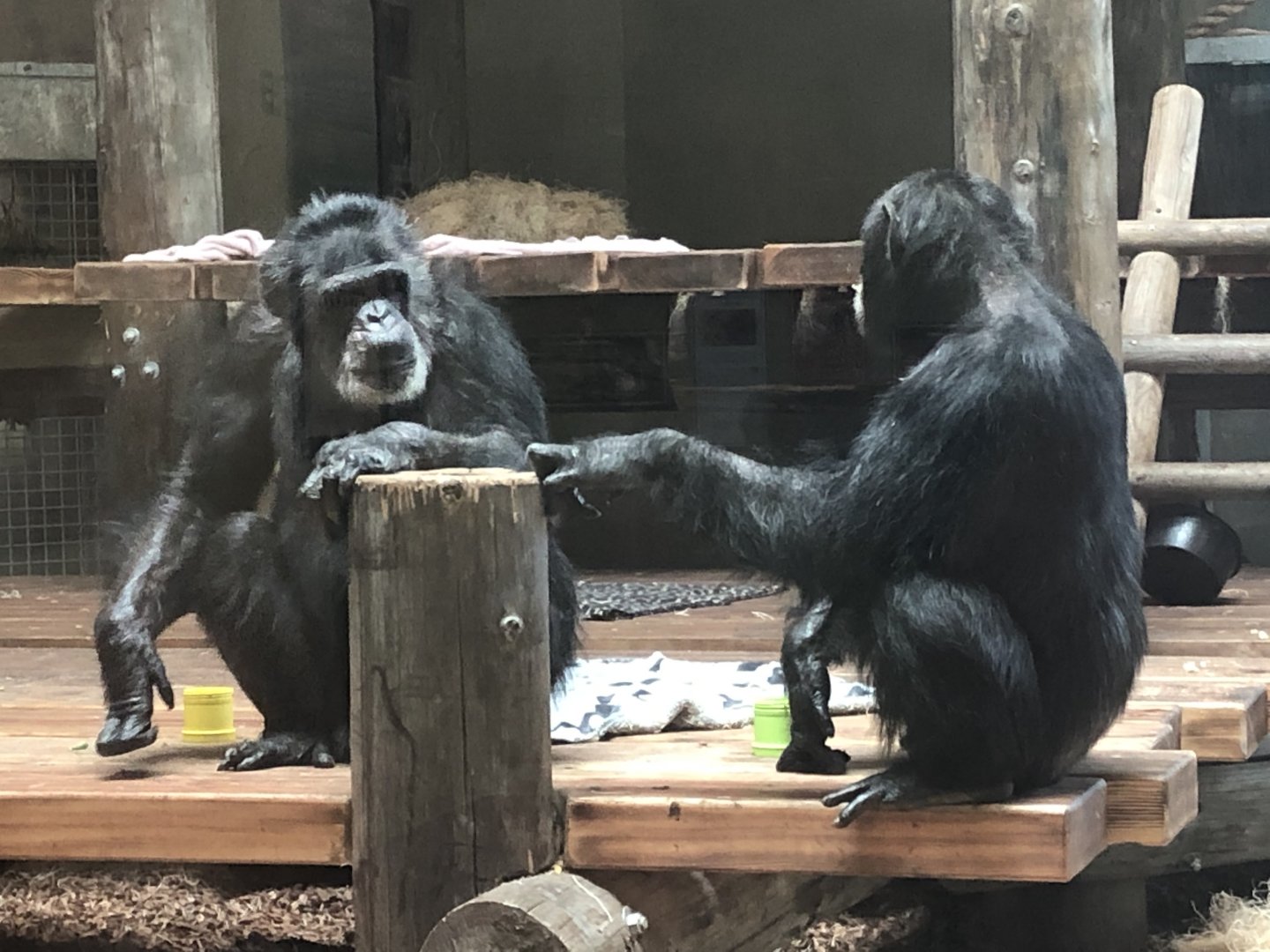 Cobby and Gombus (Qadeer)