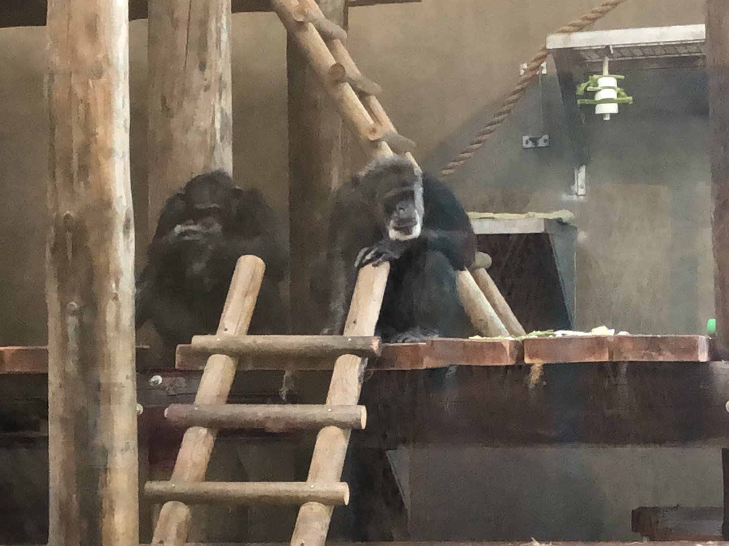 Cobby & new male chimp