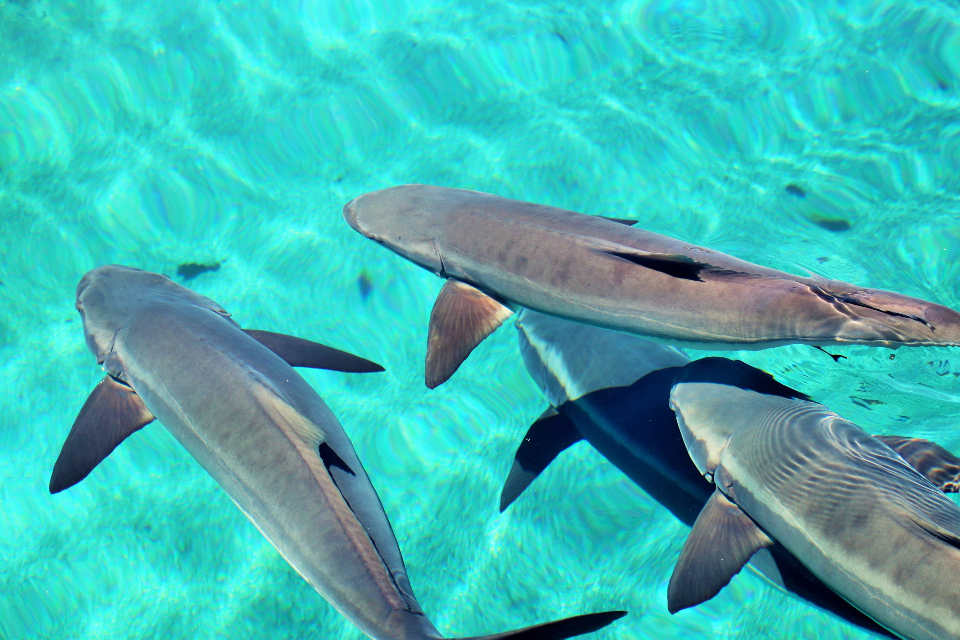 Cobia (Rachycentron canadum)