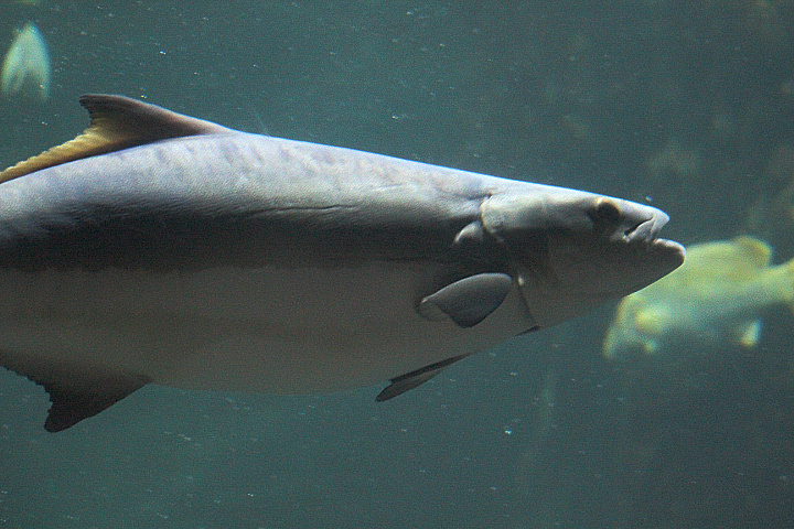 Cobia (Rachycentron canadum)