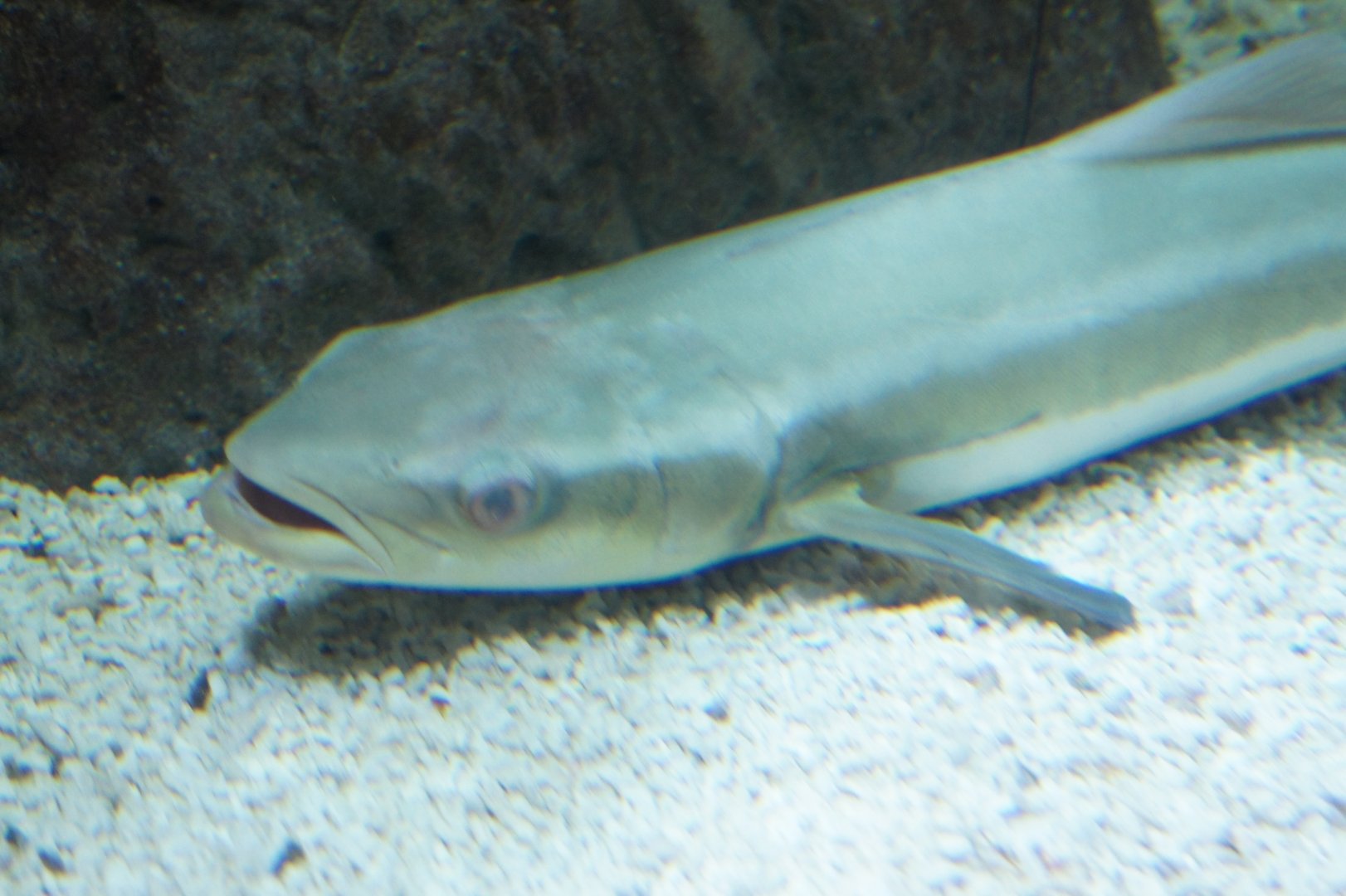 Cobia