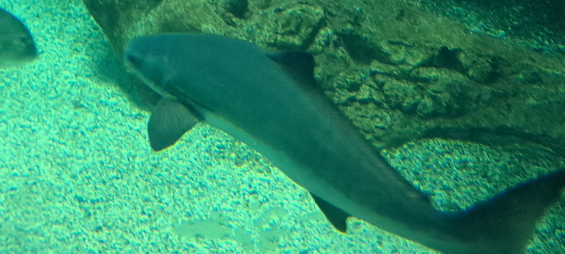 Cobia