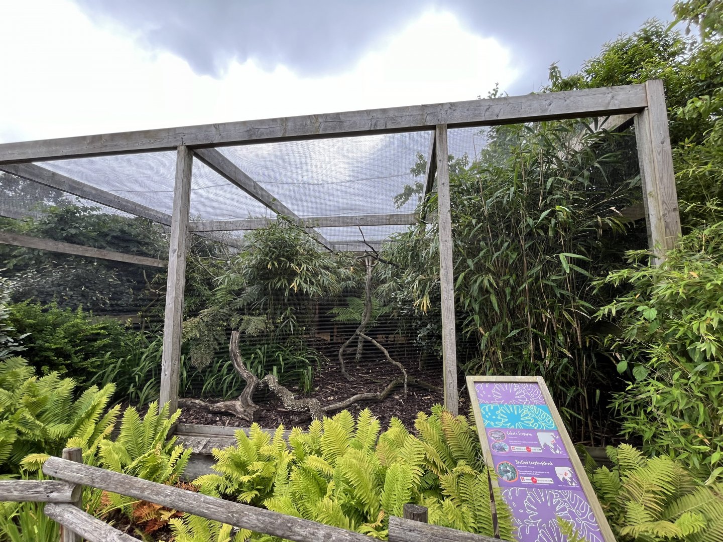 Cobot’s trogopan and Spotted laughingthrush aviary 29.6.24