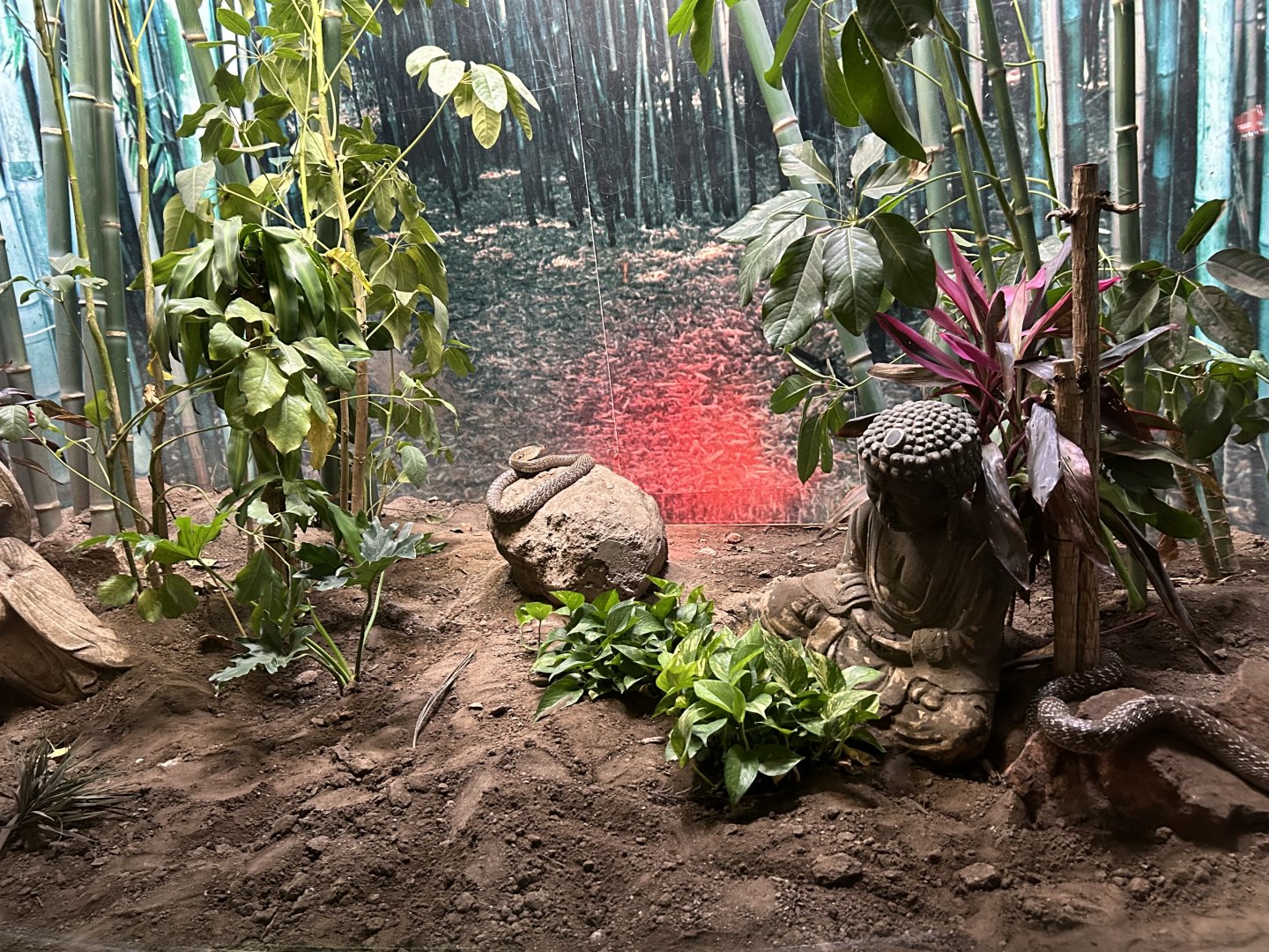 Cobra Exhibit