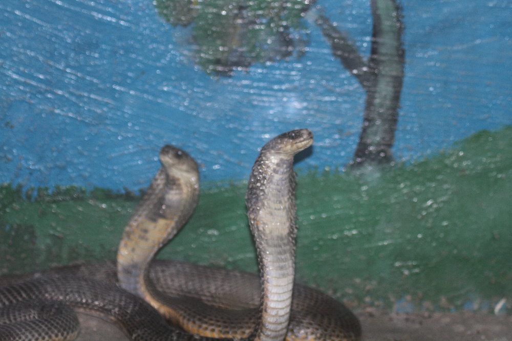 Cobra(Mashhad zoo)