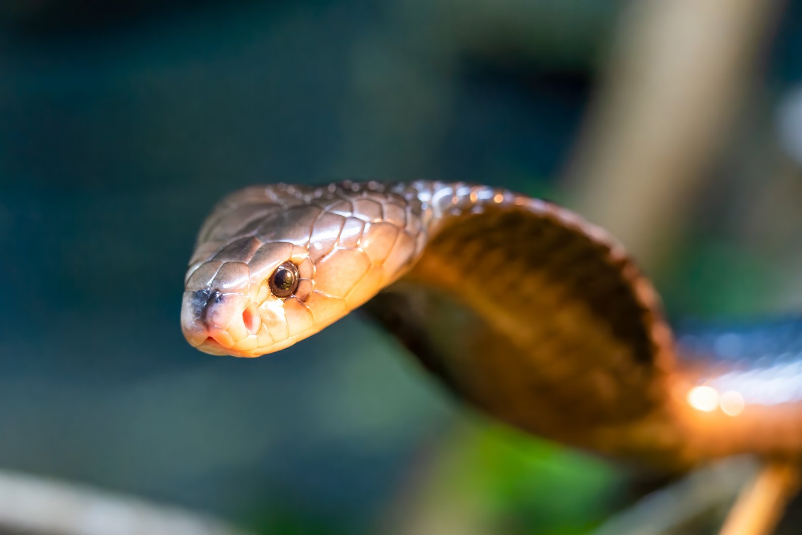 Cobra - Naja sputatrix - Reptile & Nocturnal Tunnel