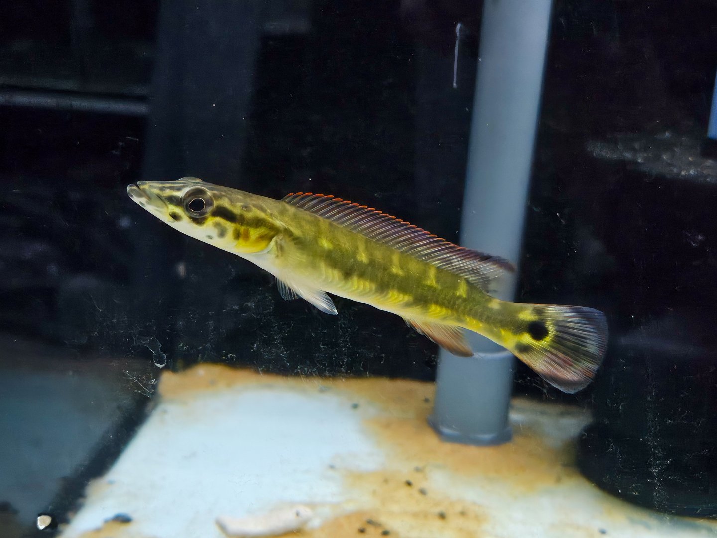 "Cobra" Pike Cichlid (Lugubria sp. Tapajós I)