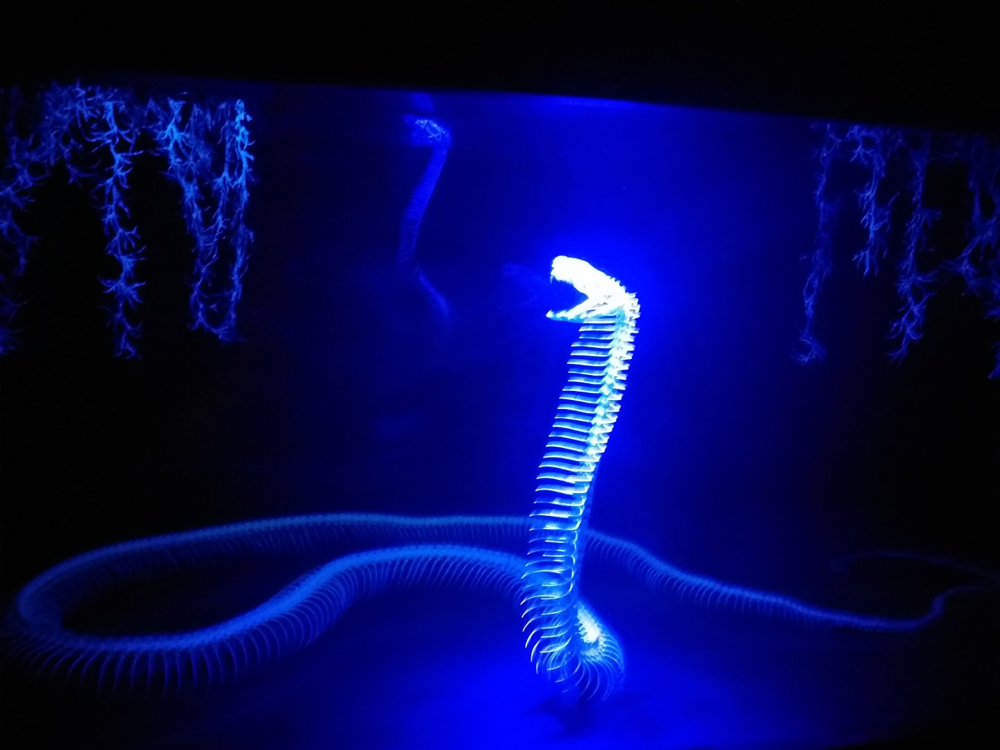 Cobra skeleton display -TerraNatura Benidorm (2021)