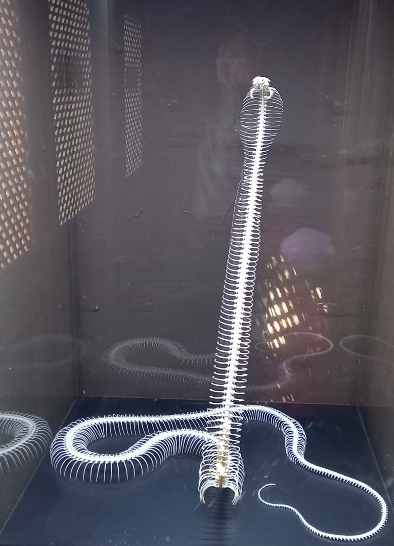 Cobra skeleton