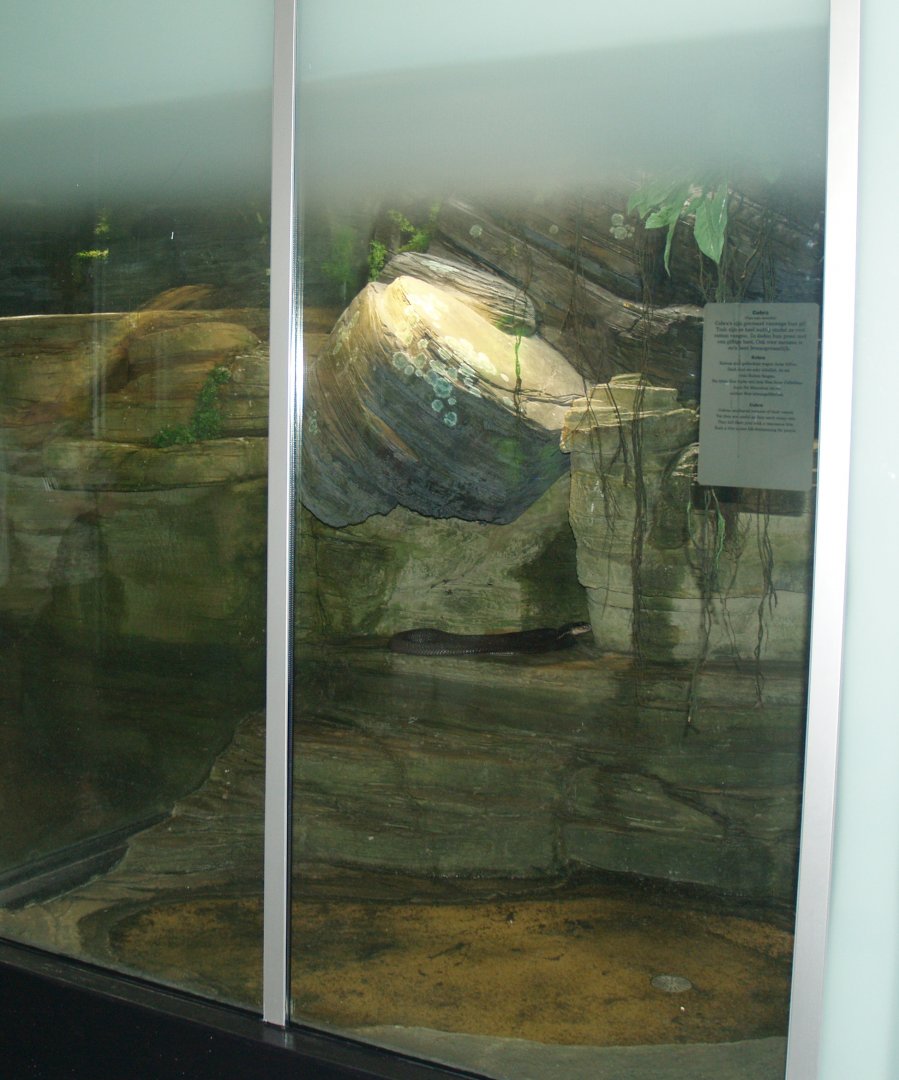 Cobra terrarium in the Asian house, 2006-07-08