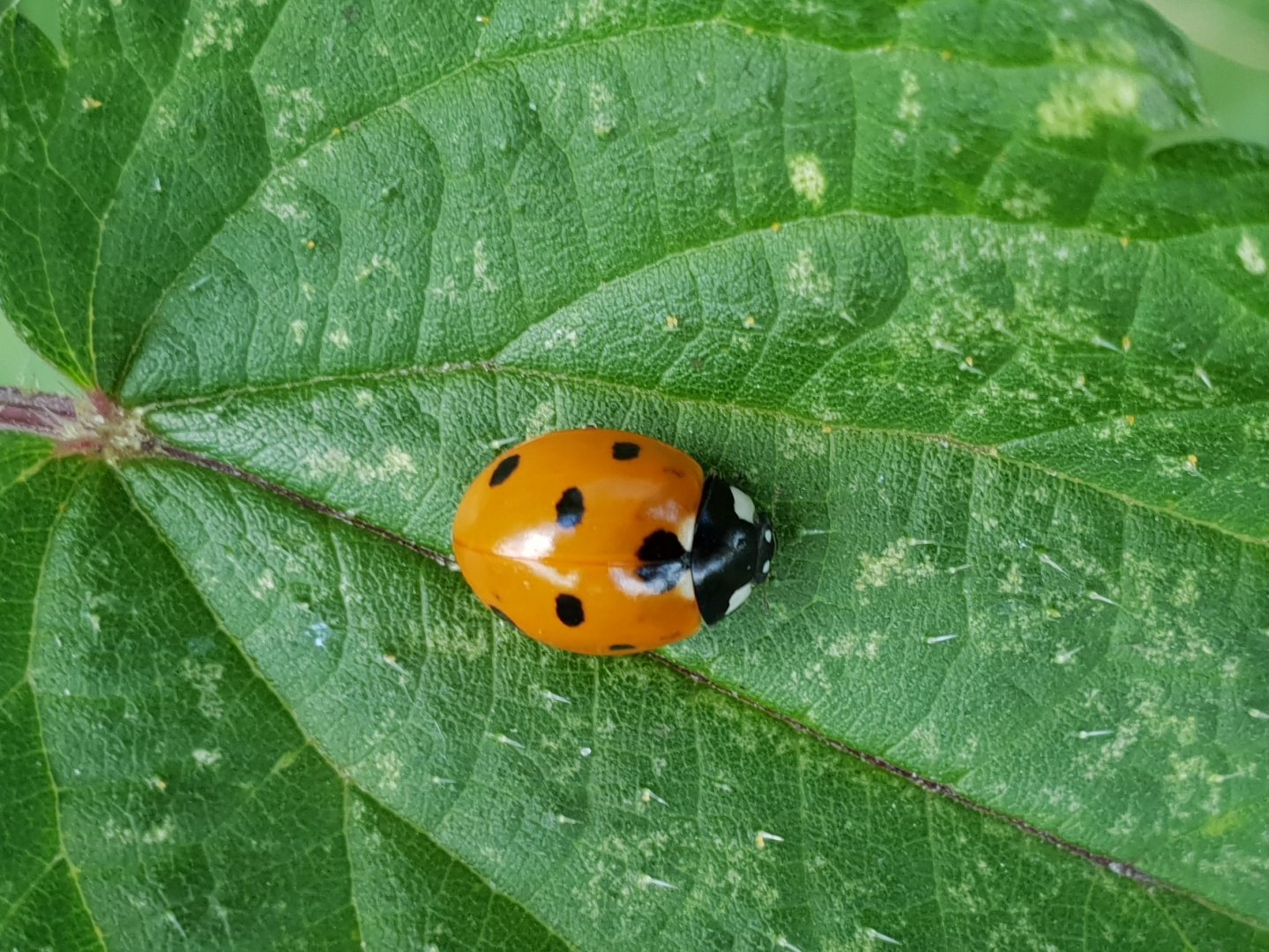 Coccinella septempunctata