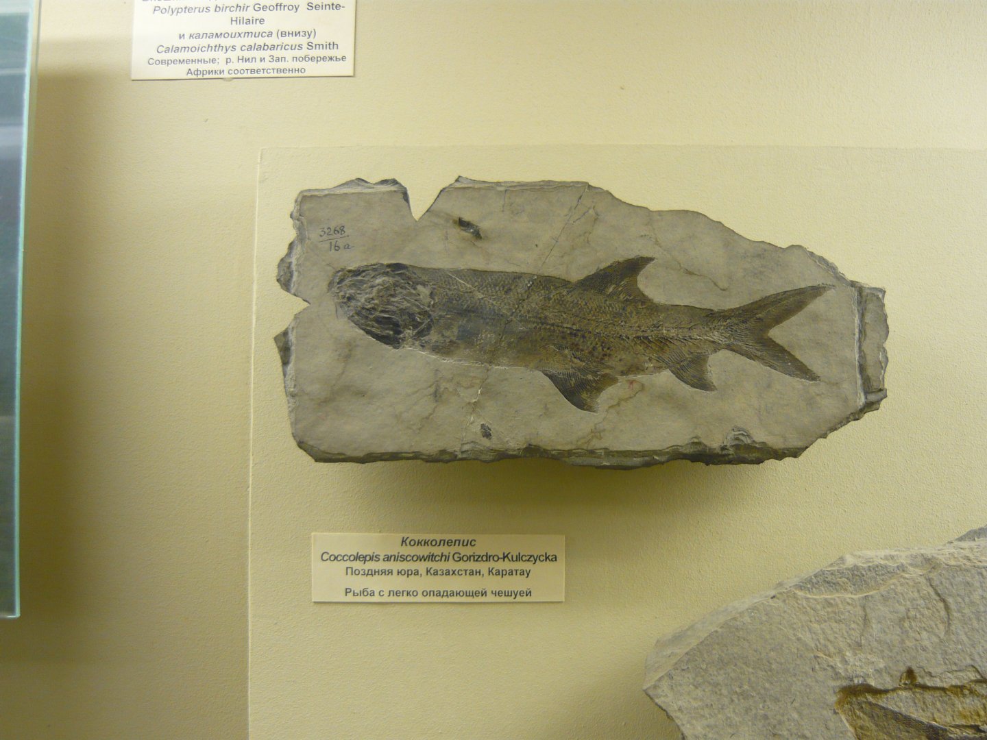 Coccolepis aniscowitchi