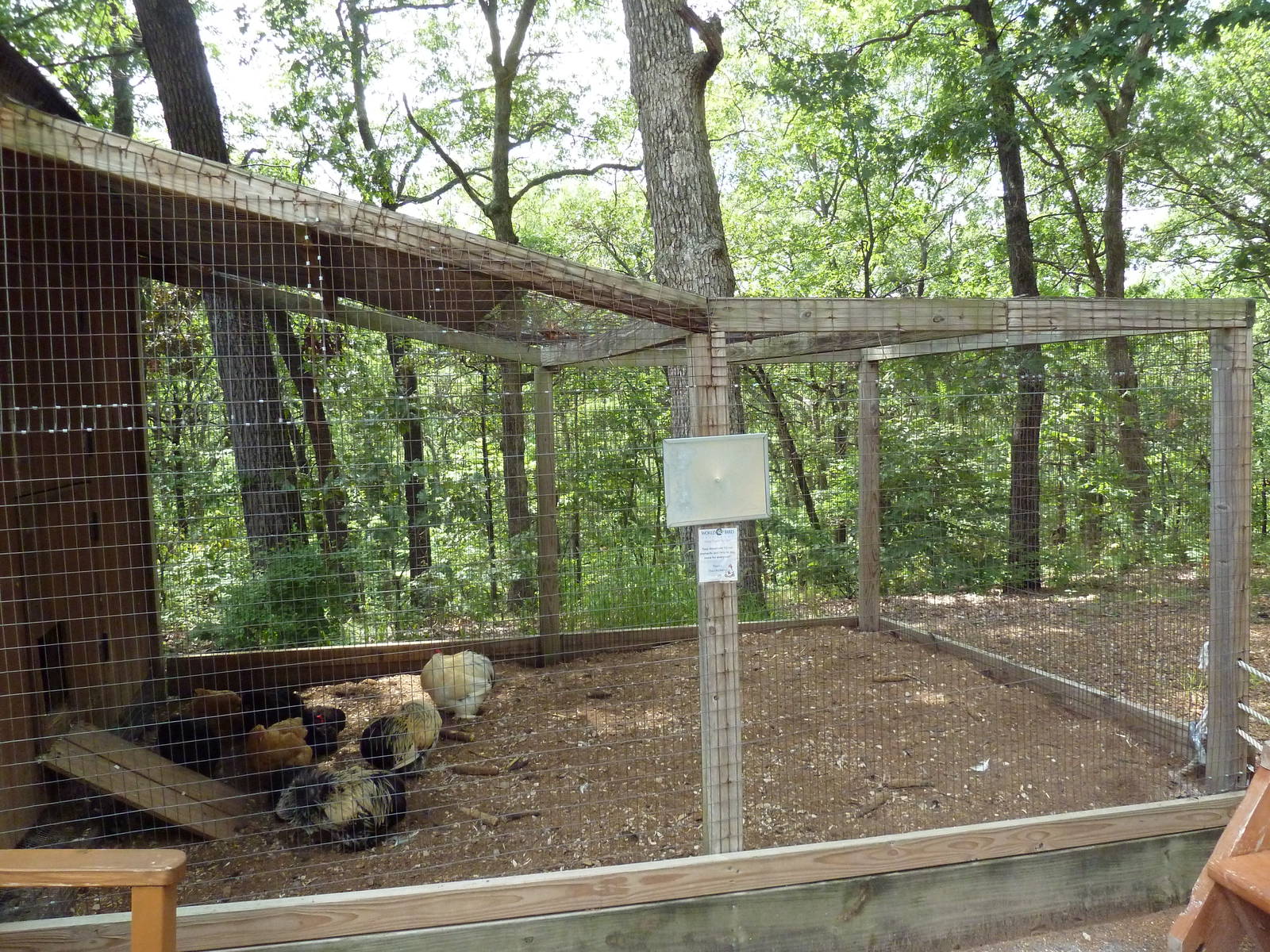 Cochin Bantam Chicken Aviary