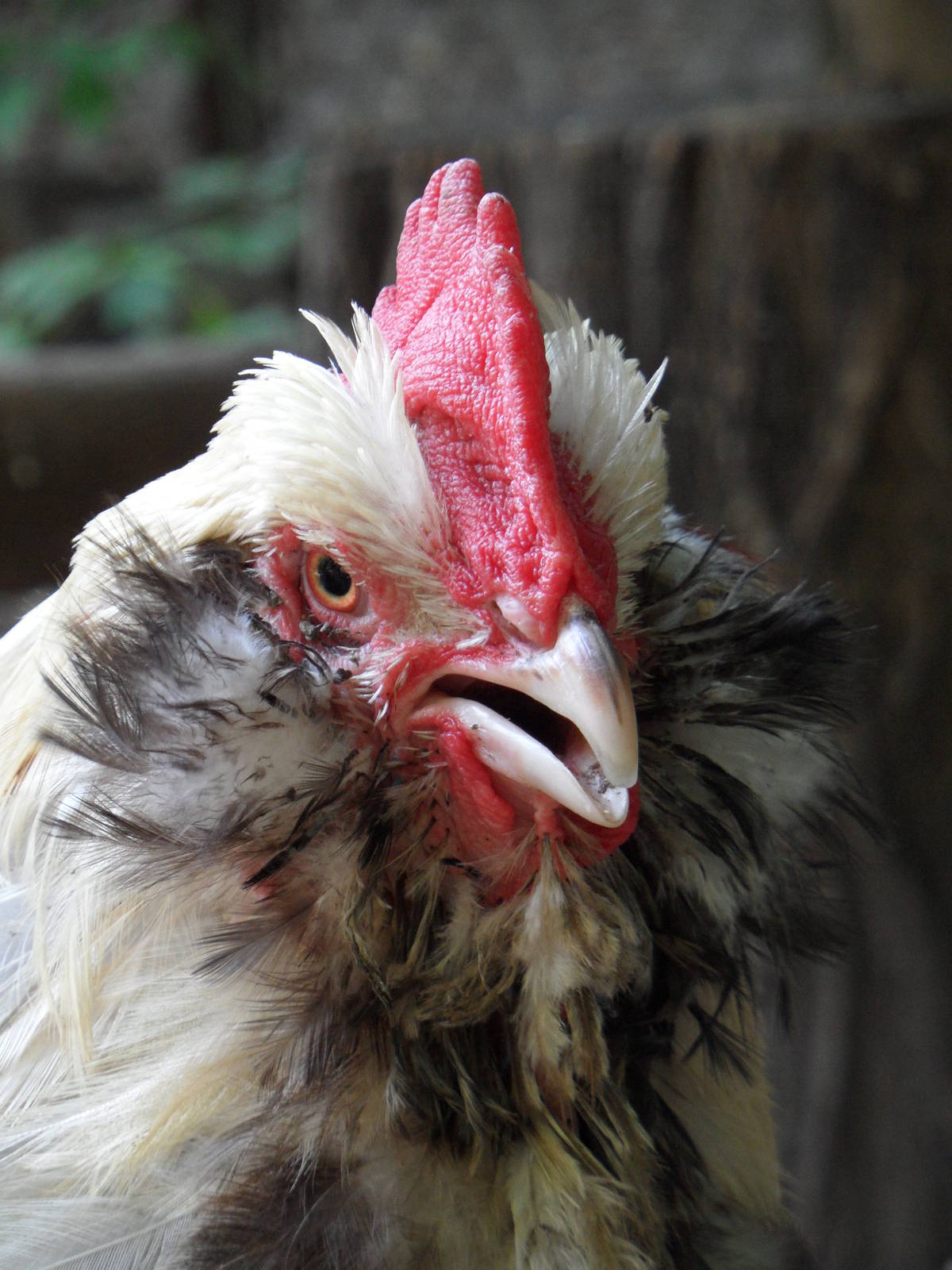 Cochin bantam chicken