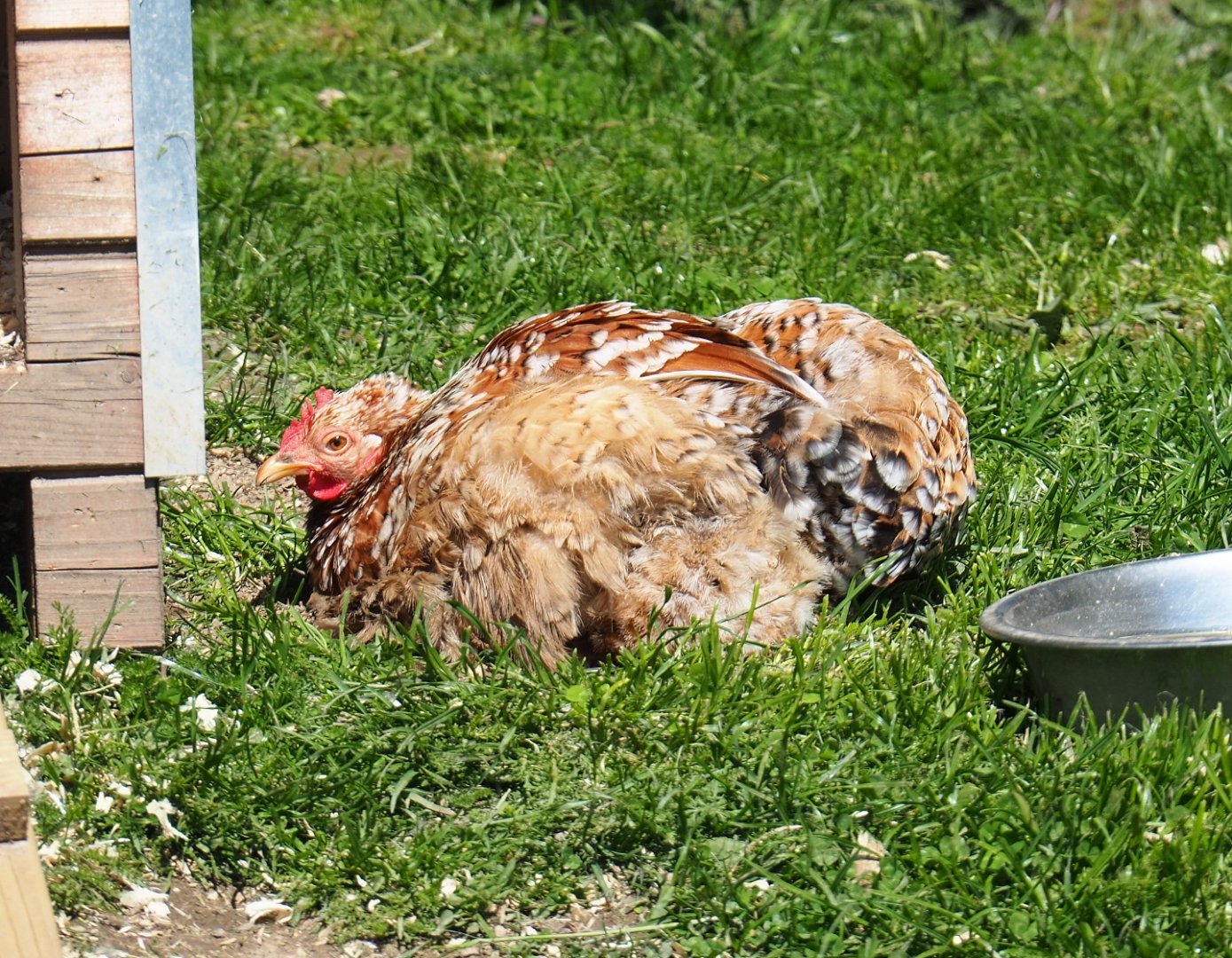 Cochin bantam hens (Gallus gallus domesticus), 2021-05-29