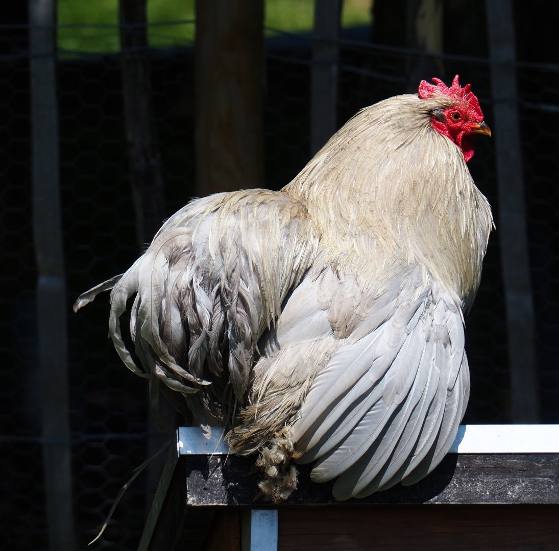 Cochin bantam rooster (Gallus gallus domesticus), 2021-05-29