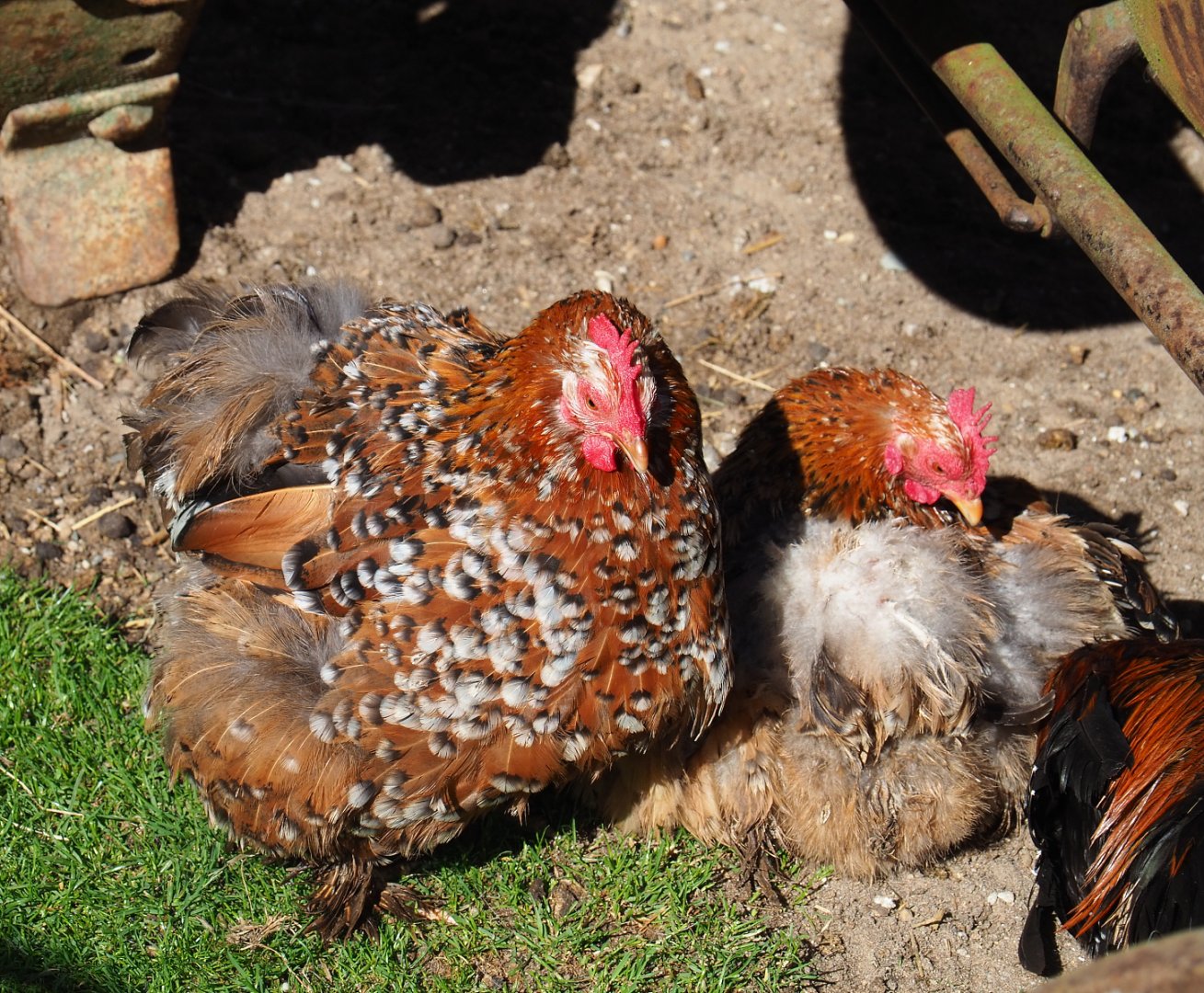 Cochin bantams (Gallus domesticus), 2022-06-28