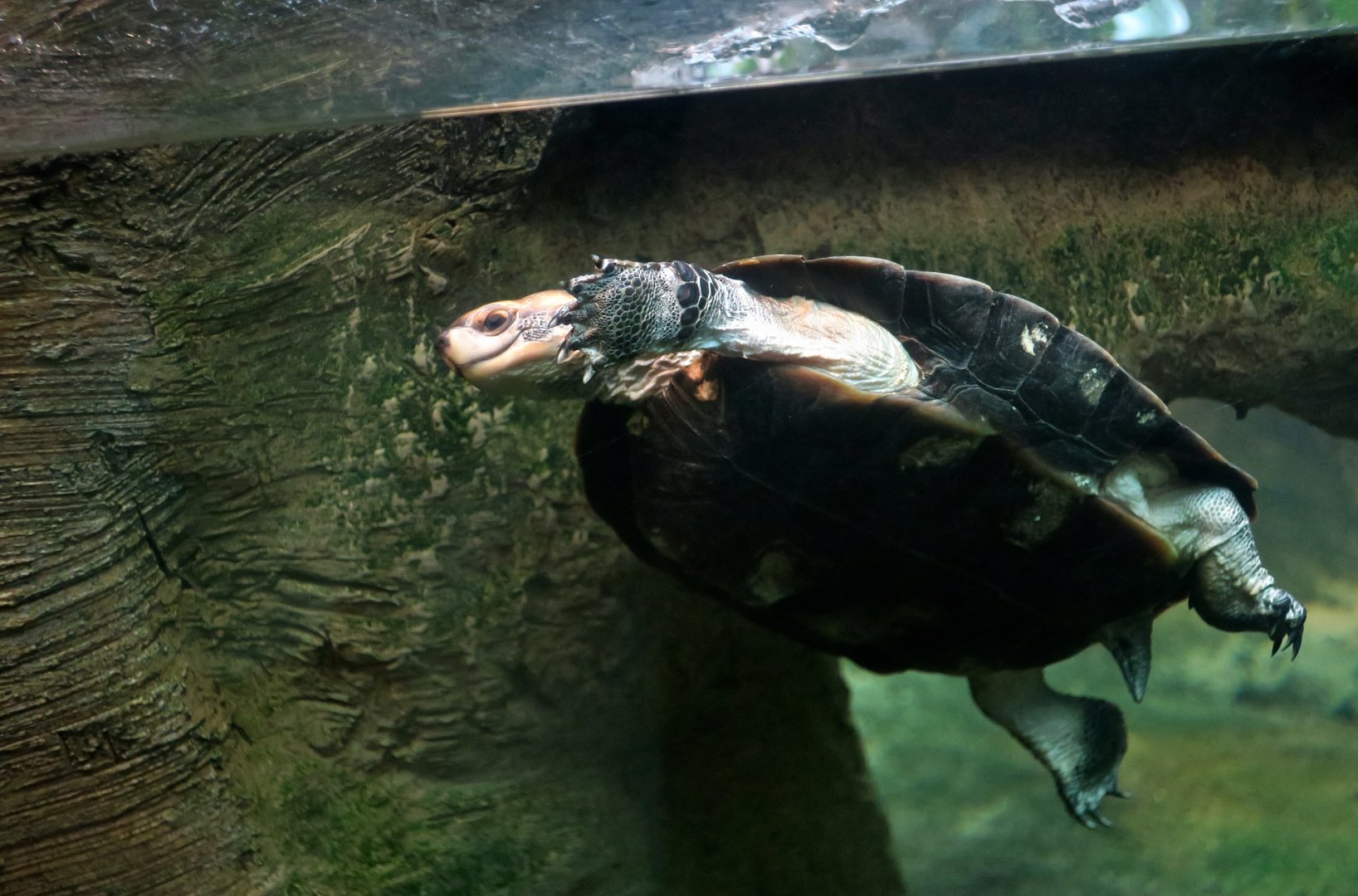 Cochin Black Turtle (Melanochelys trijuga coronata)