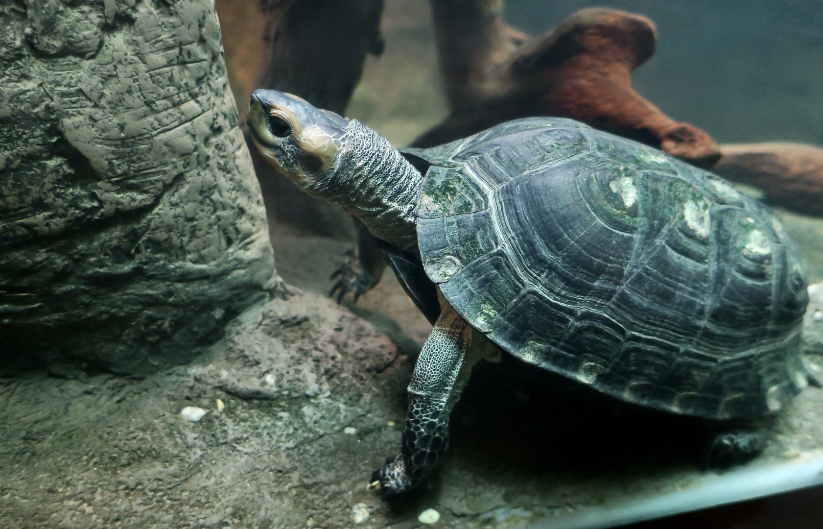 Cochin Black Turtle (Melanochelys trijuga coronata)