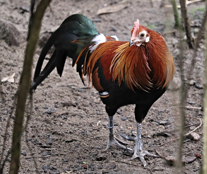 Cochin-chinese red junglefowl (Gallus gallus gallus), rooster