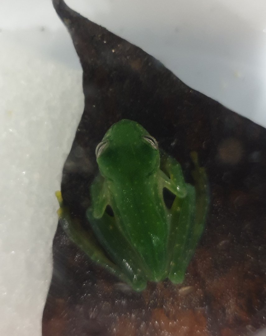 Cochranella granulosa