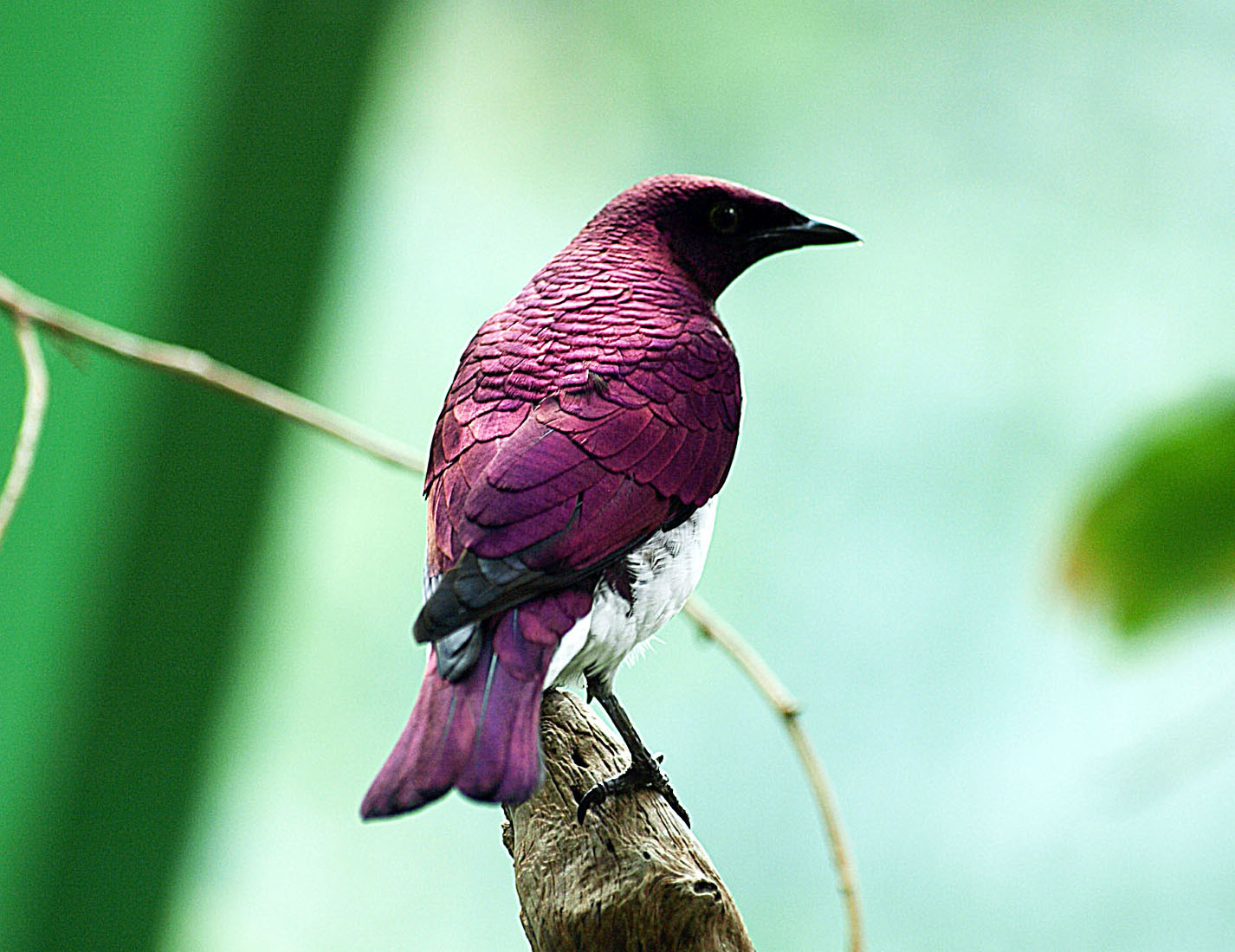 Cock Amethyst starling