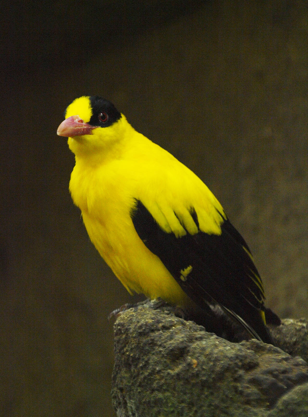 Cock Black-naped oriole