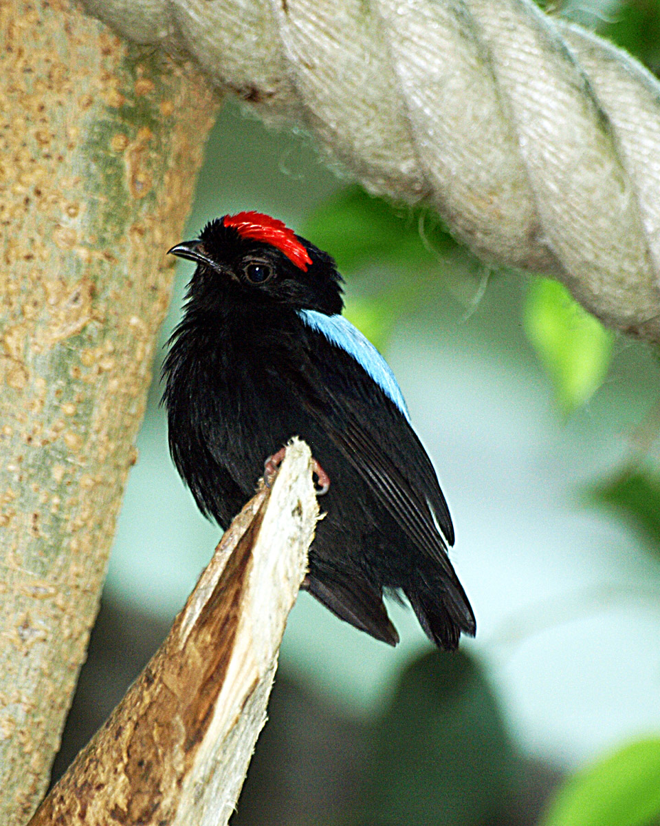 Cock Blue-backed Manakin