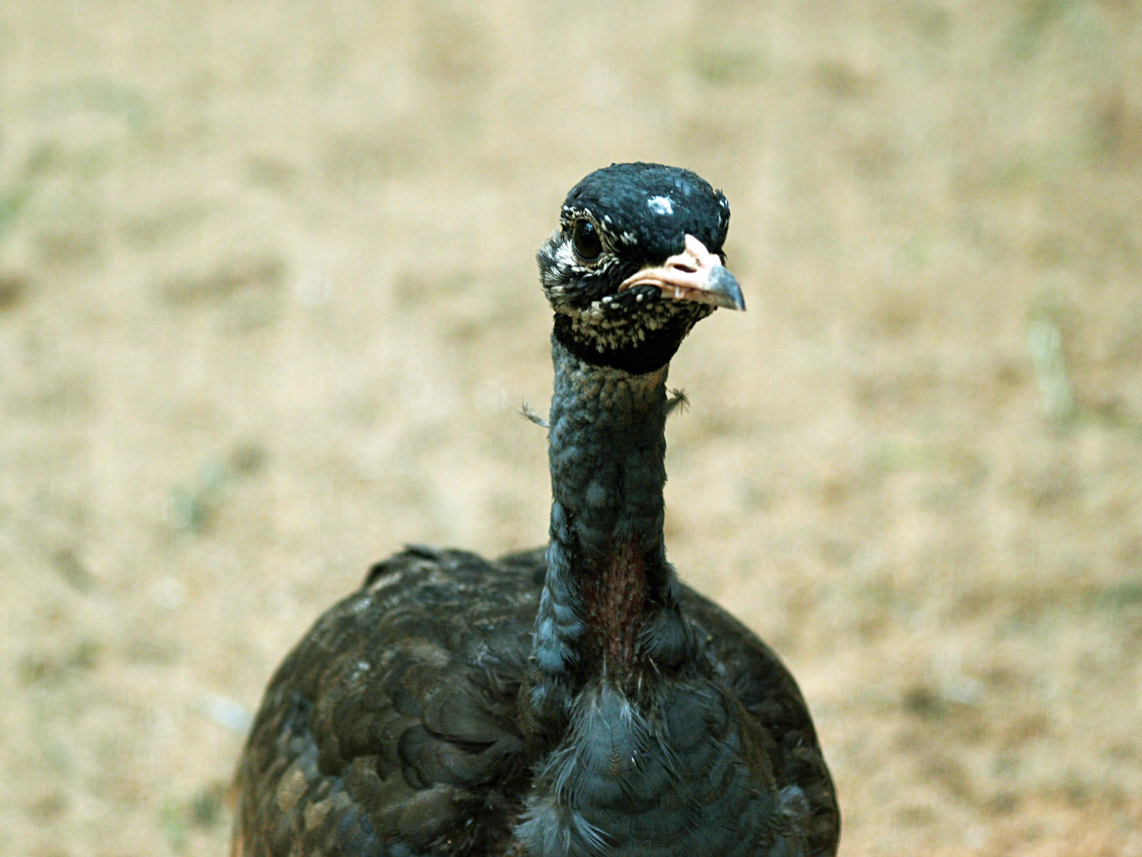 Cock Blue bustard