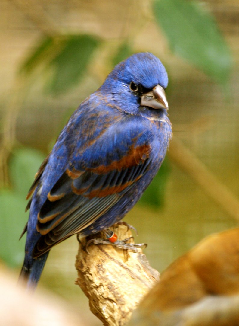 Cock Blue grosbeak