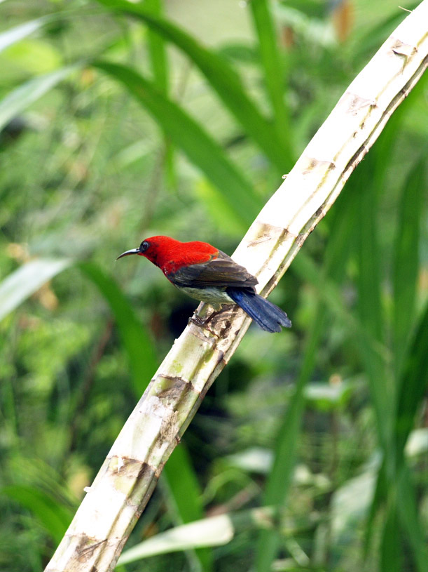Cock Crimson sunbird (wild)