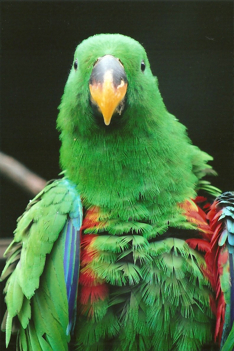 Cock Eclectus Parrot, 8th September 2011