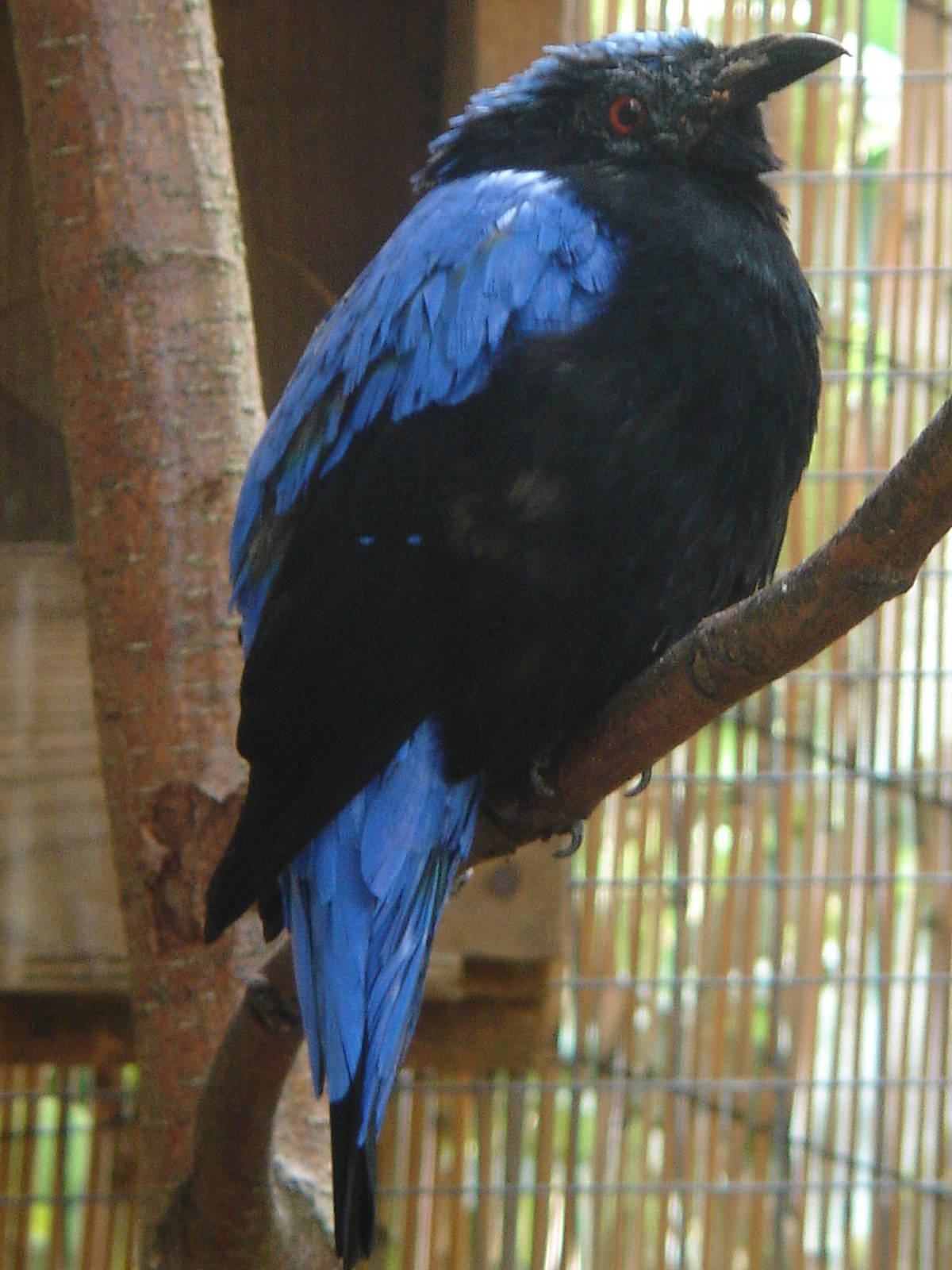 Cock Fairy Bluebird.