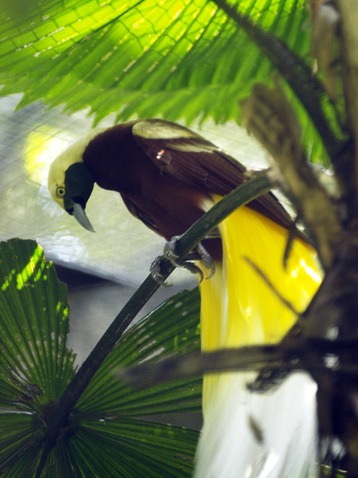 Cock Lesser Bird of Paradise