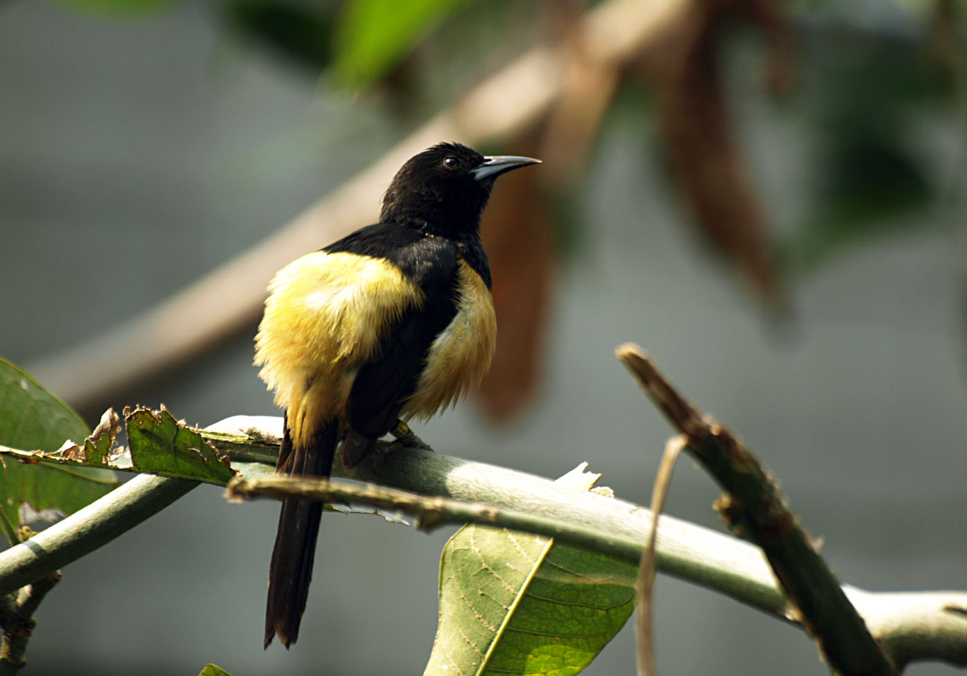 Cock Montserrat oriole