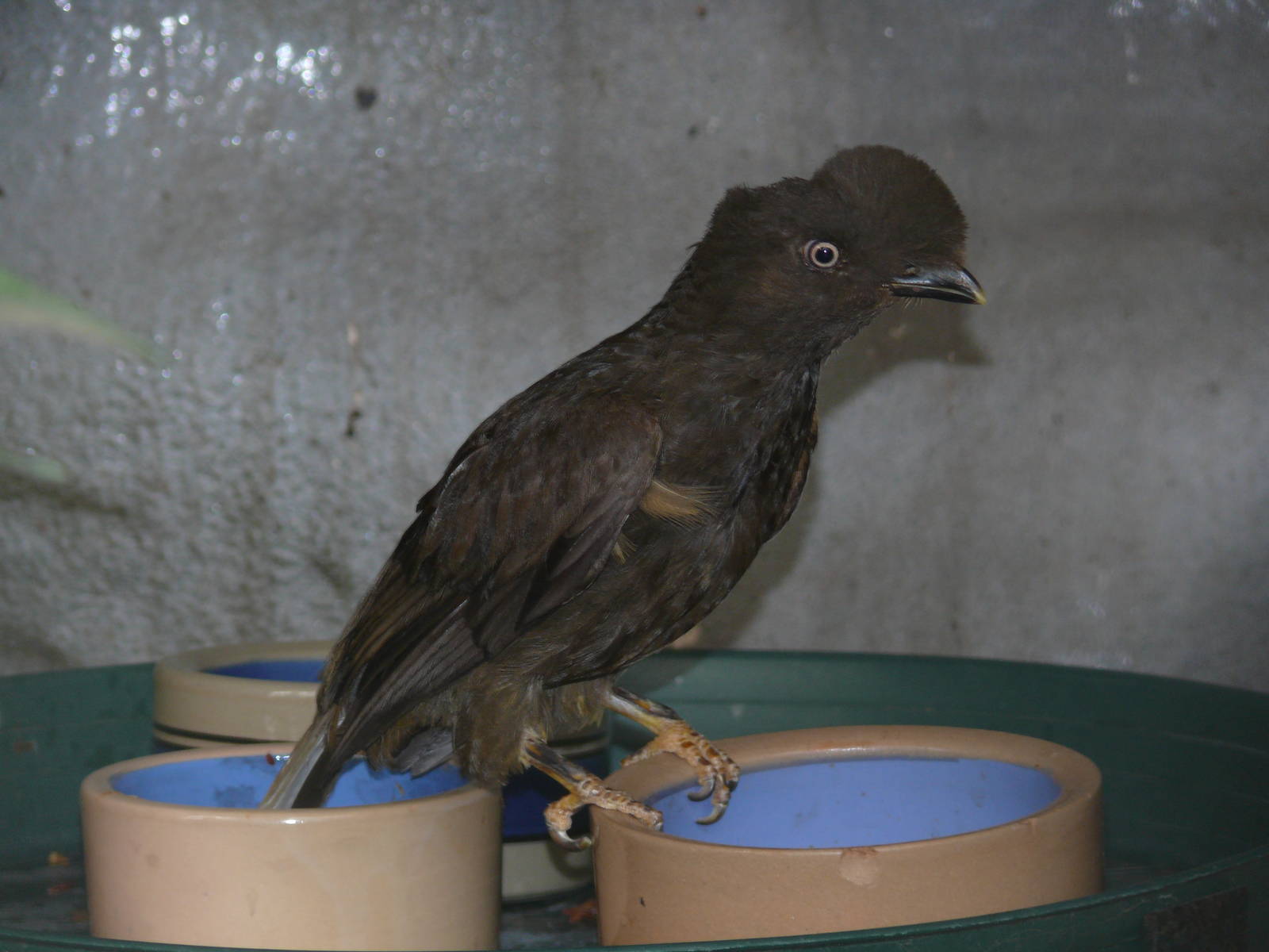 Cock-of-the-rock - but which species?