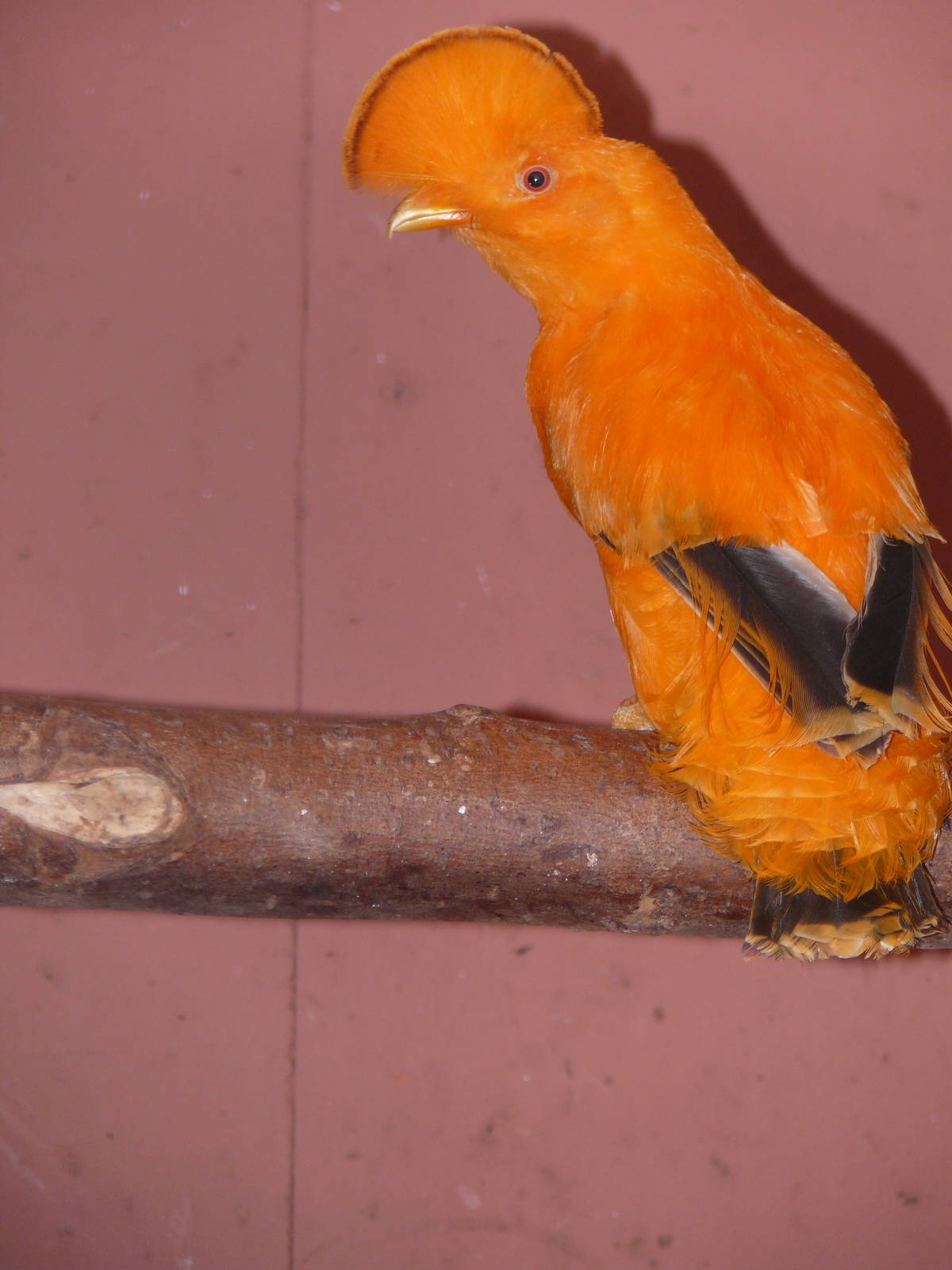 Cock-of-the-rock - but which species?