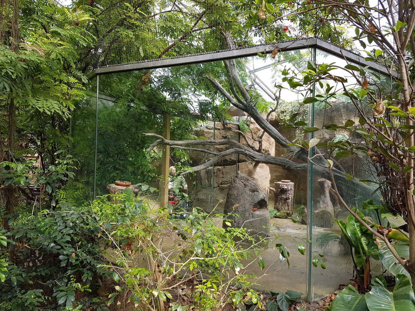 Cock-of the rock enclosure