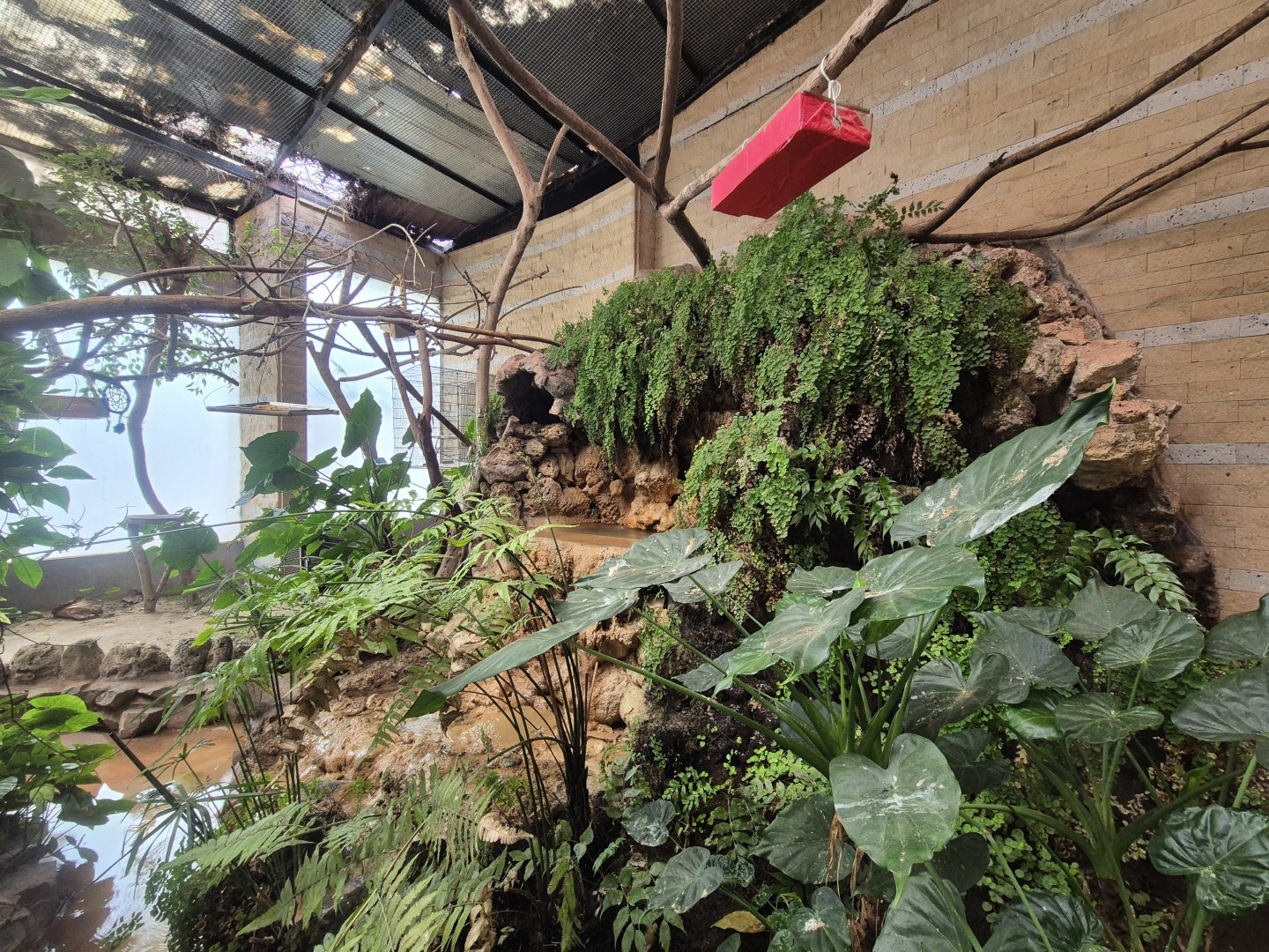 Cock-of-the-Rock House