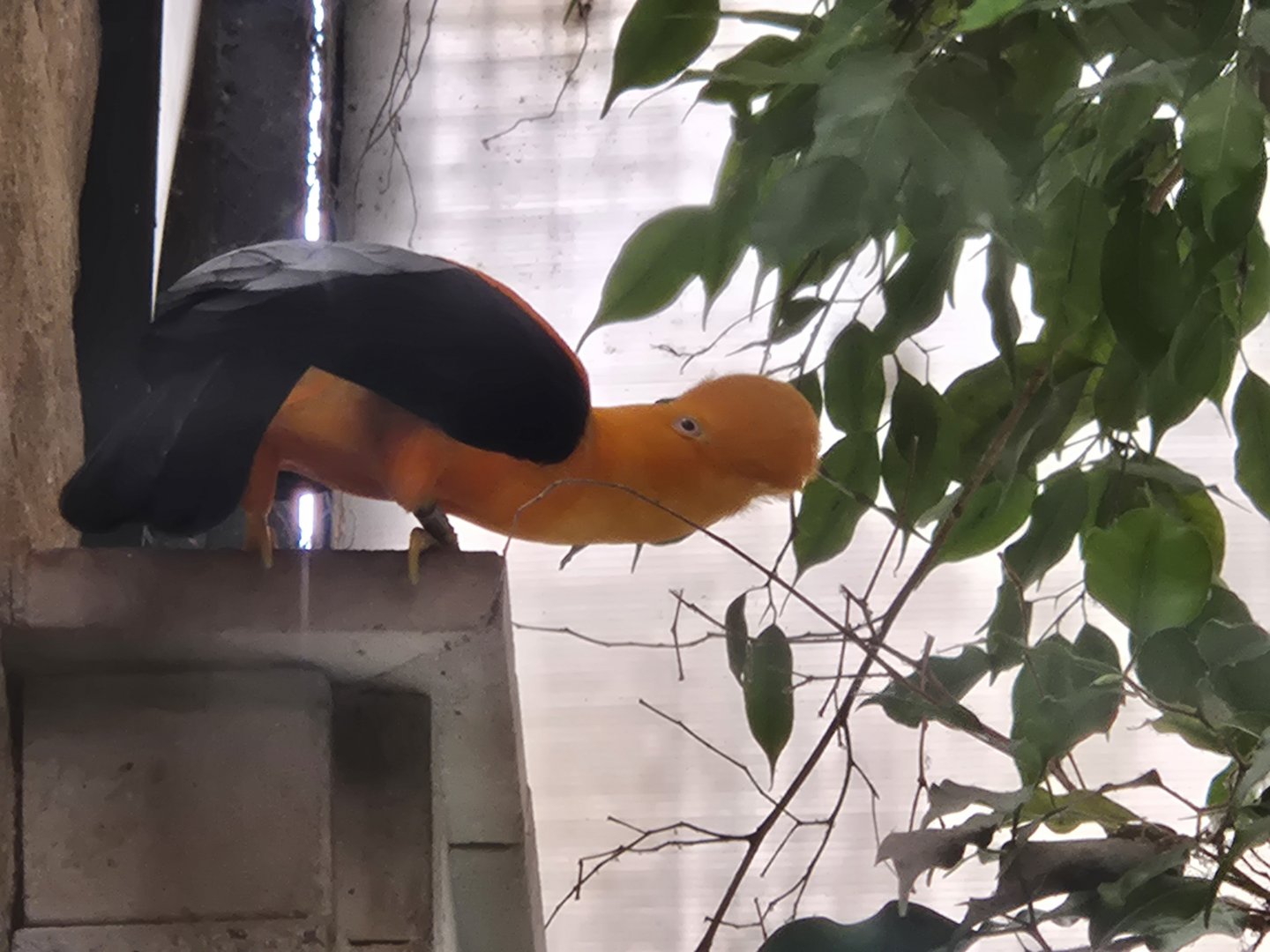 Cock-of-the-Rock House